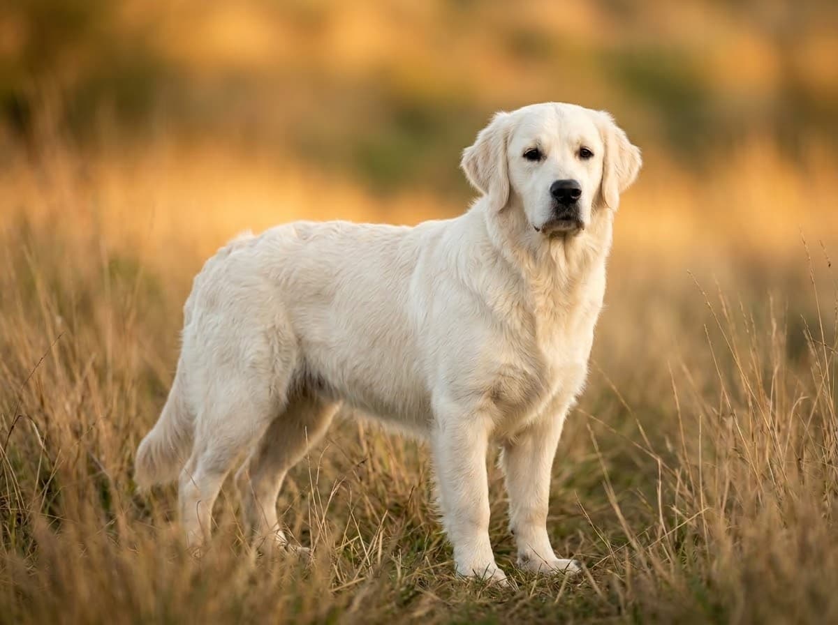 Our Dogs — Fred031826fccdde3