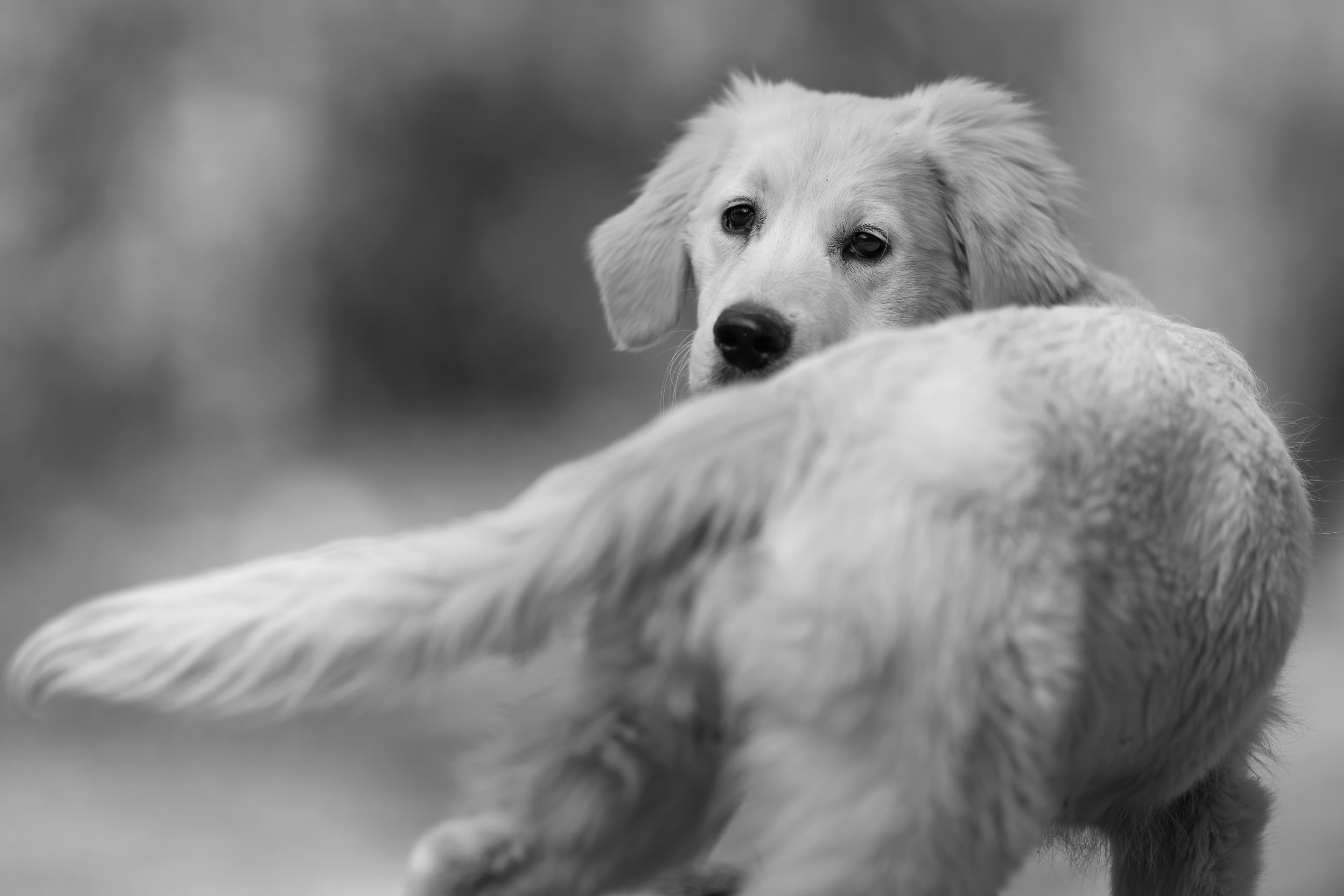 Our Dogs — SUPERSTYLE0102