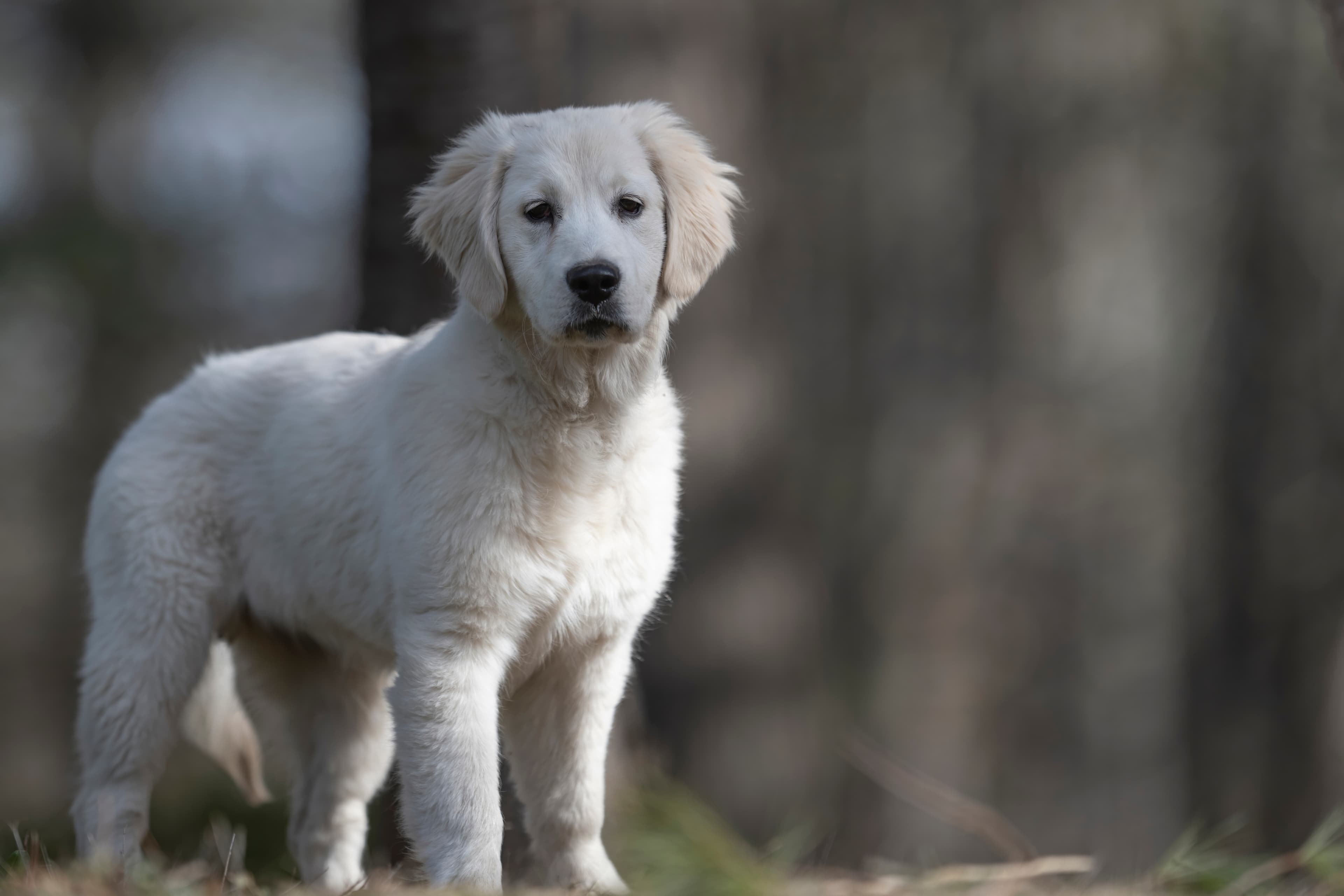 Our Dogs — SUPERSTYLE0103