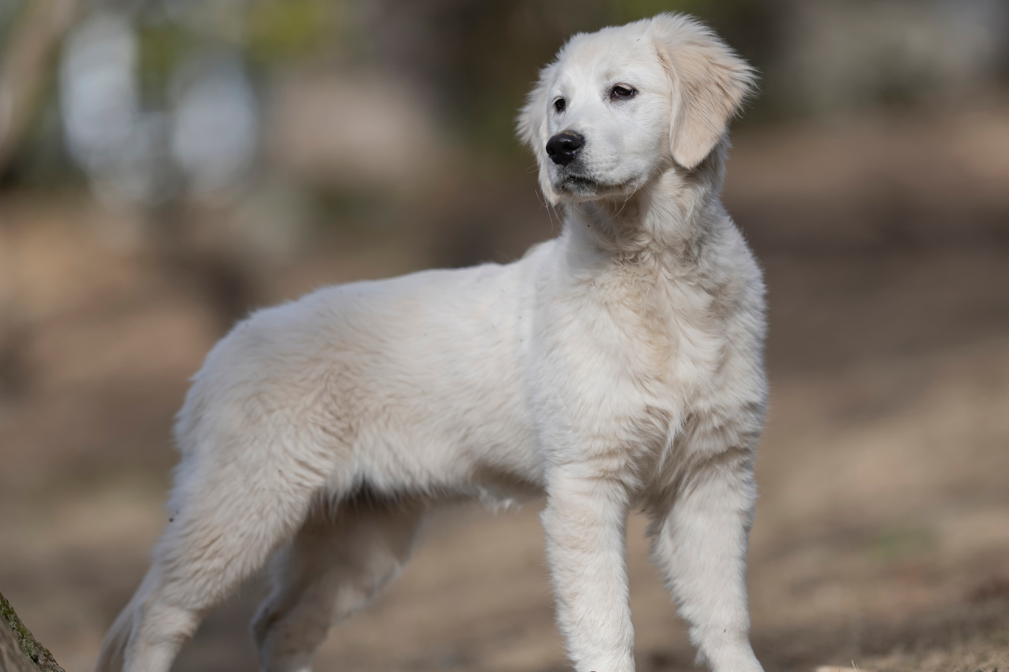 Our Dogs — SUPERSTYLE0107