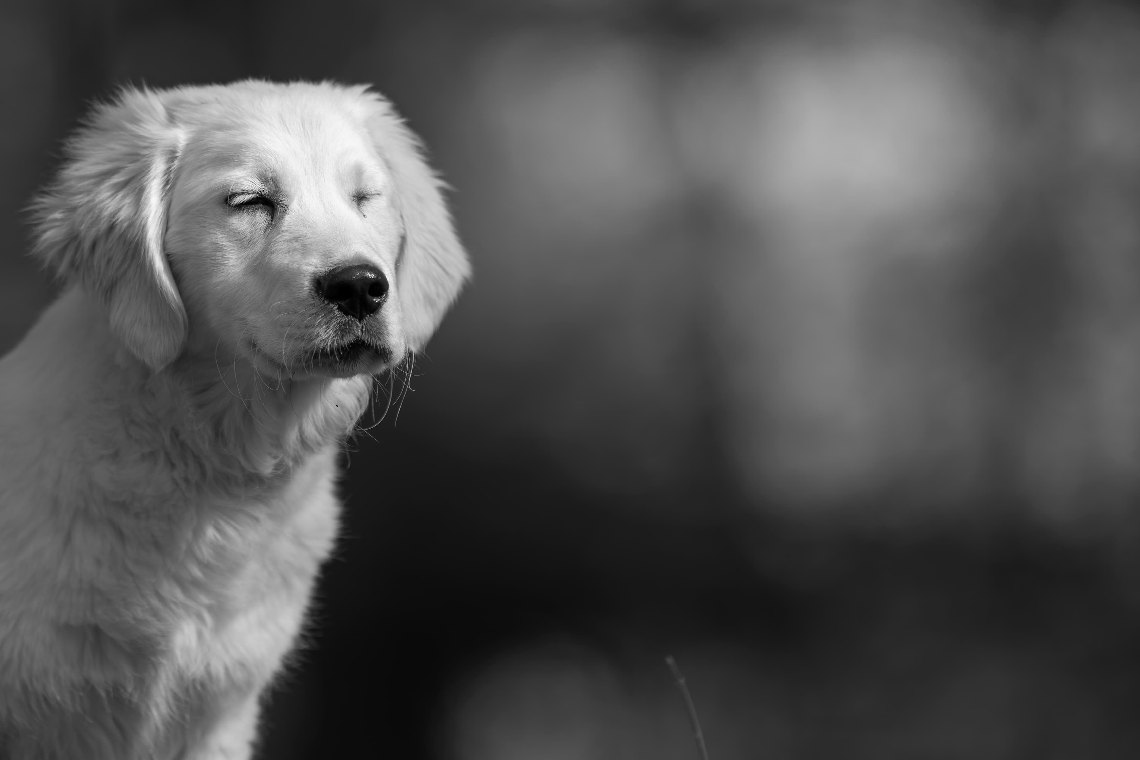 Our Dogs — SUPERSTYLE0108
