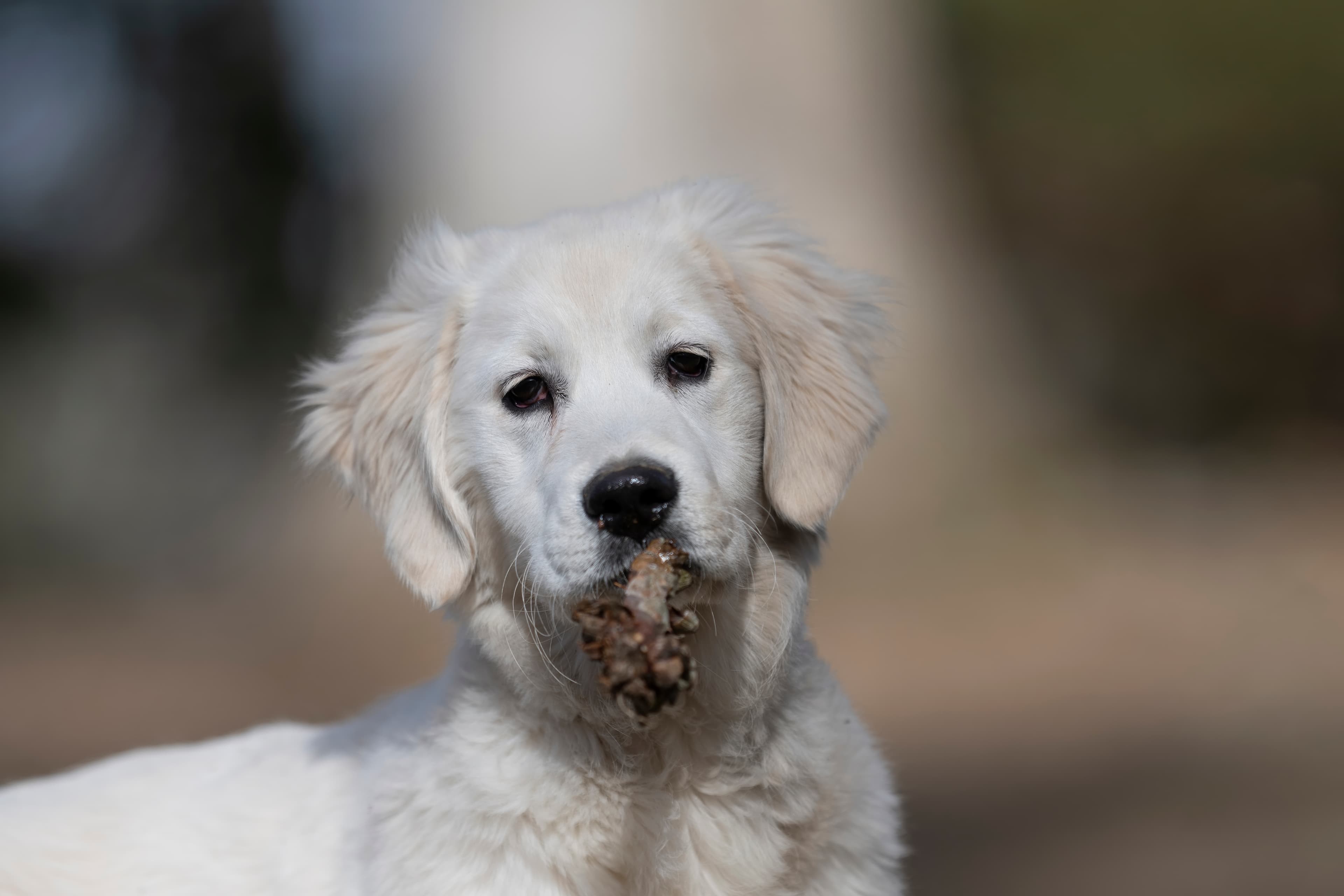 Our Dogs — SUPERSTYLE0109