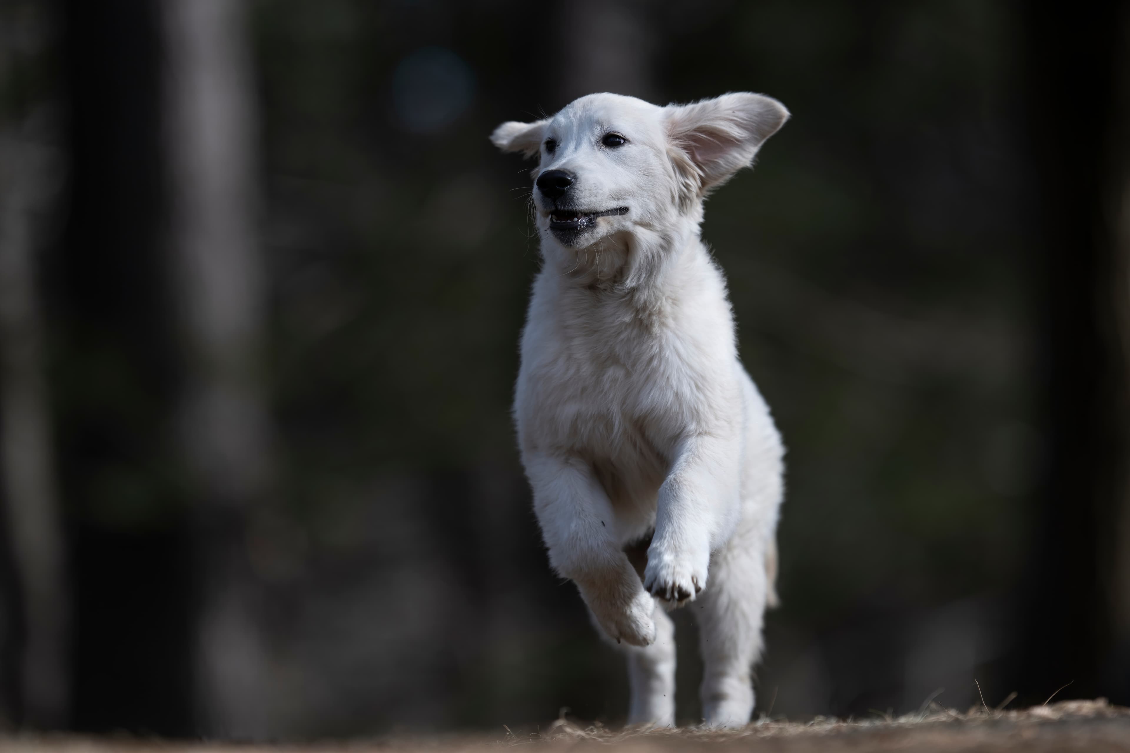 Our Dogs — SUPERSTYLE0111