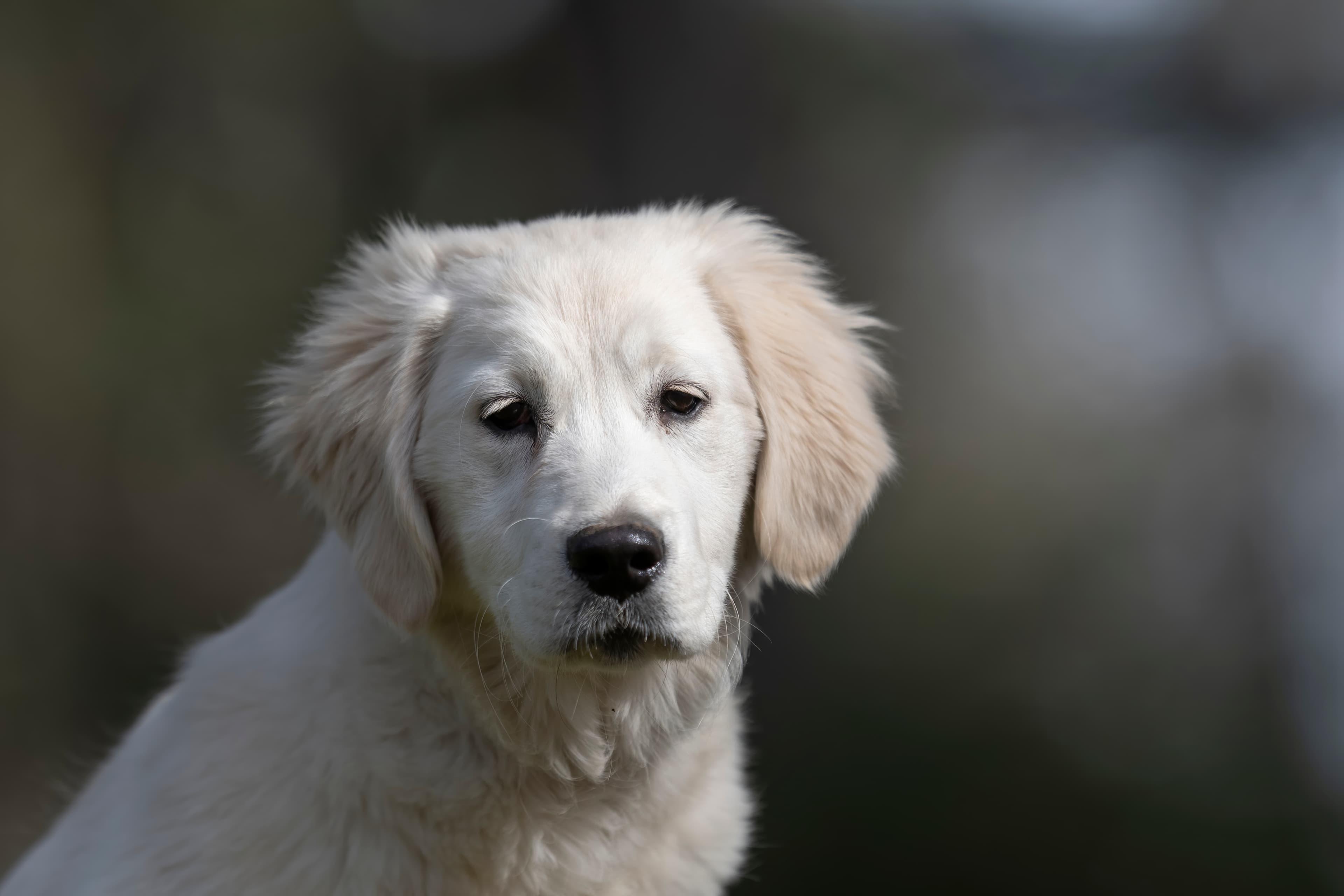 Our Dogs — SUPERSTYLE0112