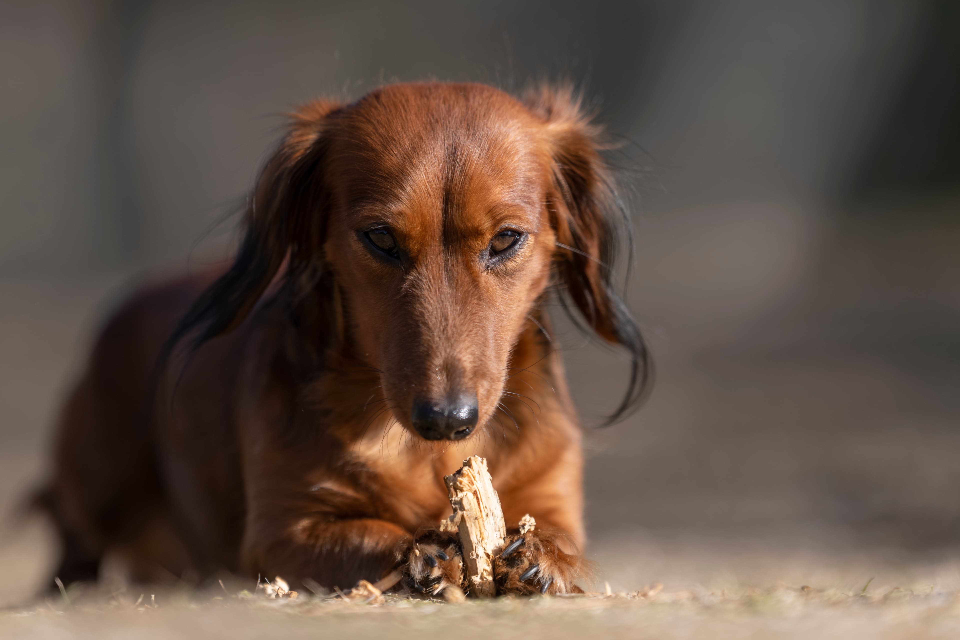 Our Dogs — SUPERSTYLE01200mm115