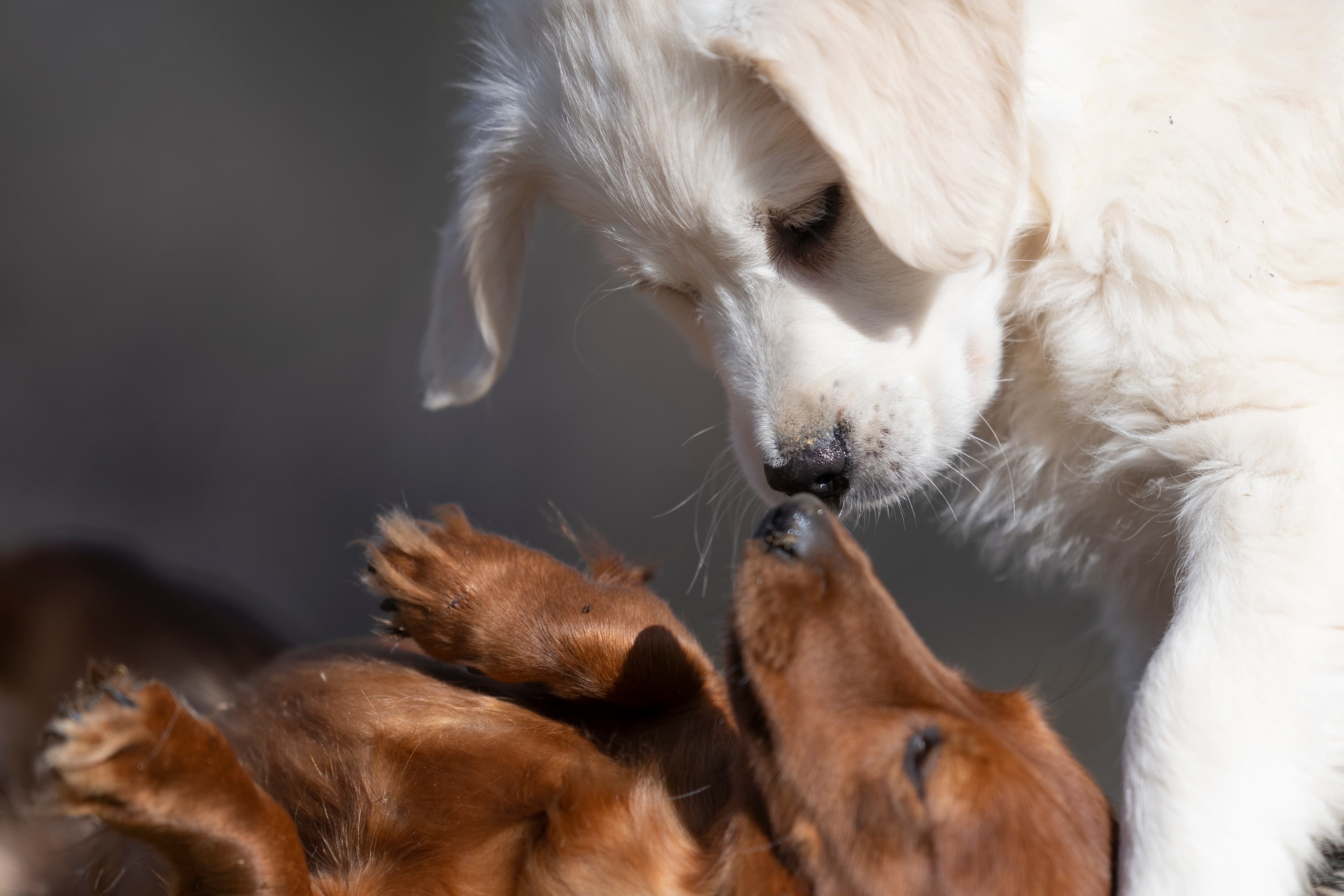 Our Dogs — SUPERSTYLE01200mm352