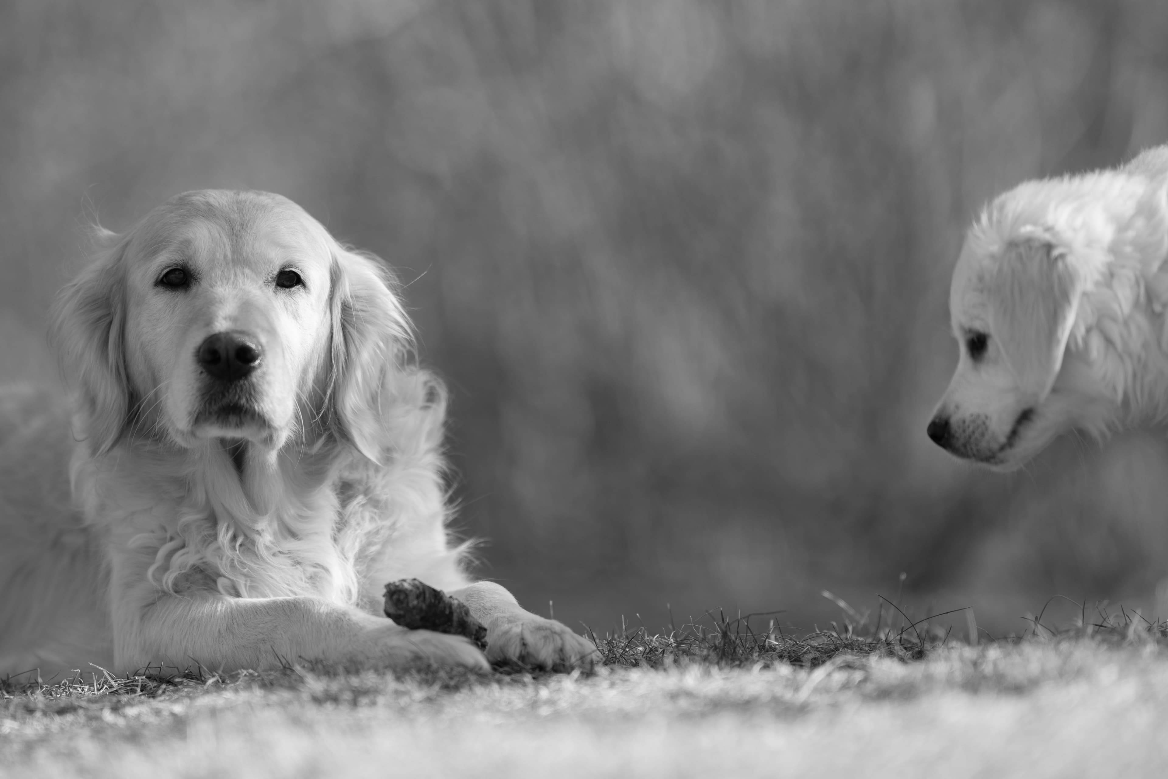 Our Dogs — SUPERSTYLE01200mm475