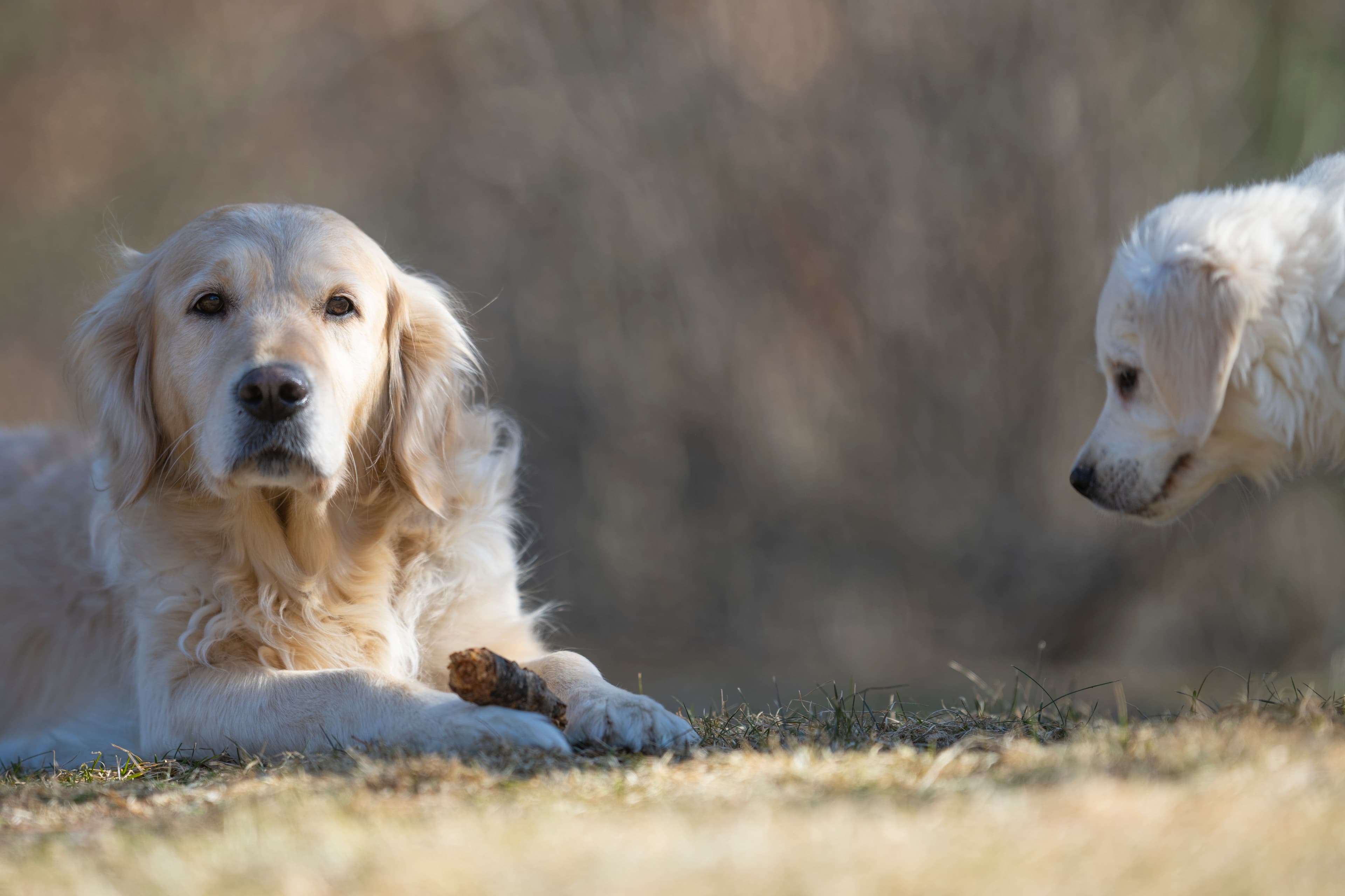 Our Dogs — SUPERSTYLE01200mm475 1