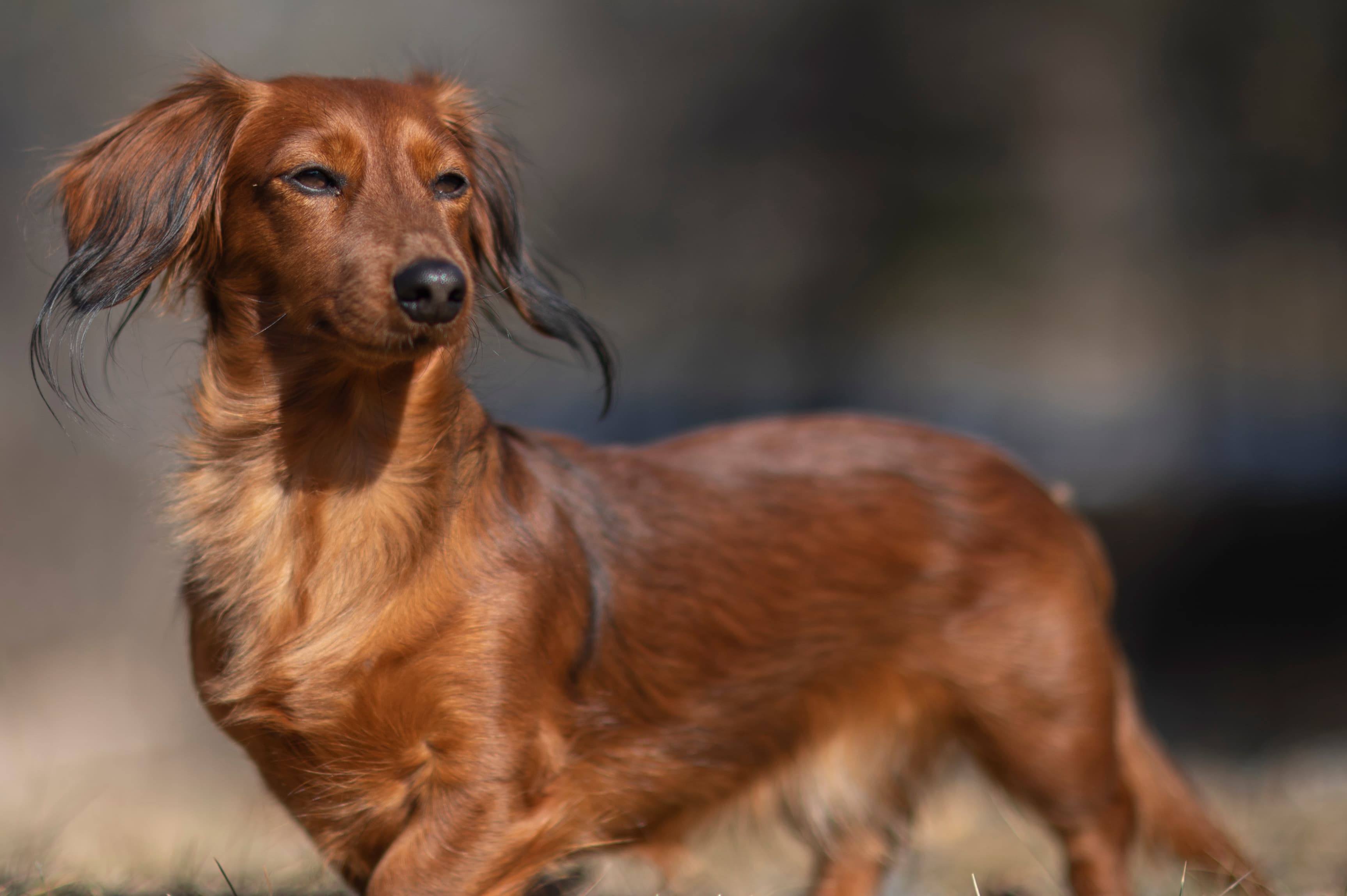 Our Dogs — SUPERSTYLE0185mm143