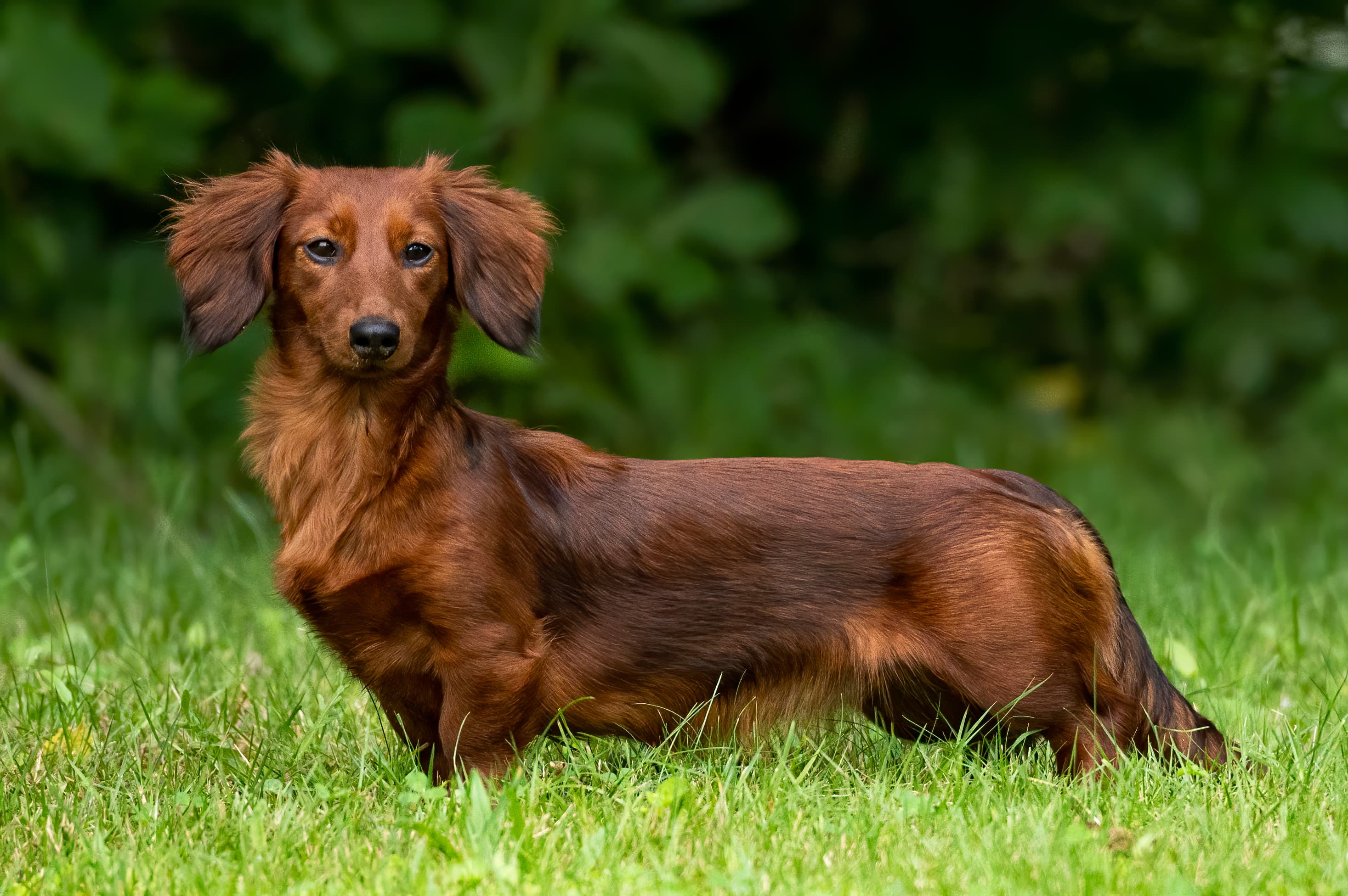 Our Dogs — pups082