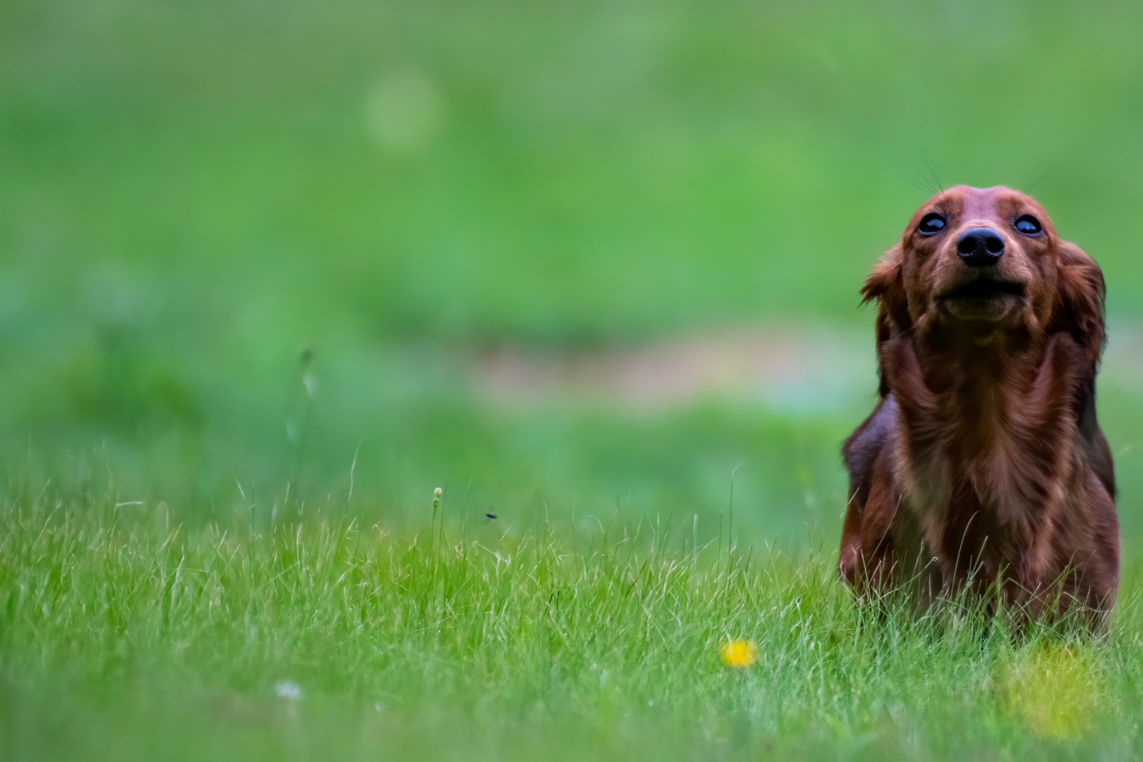 Our Dogs — pups116