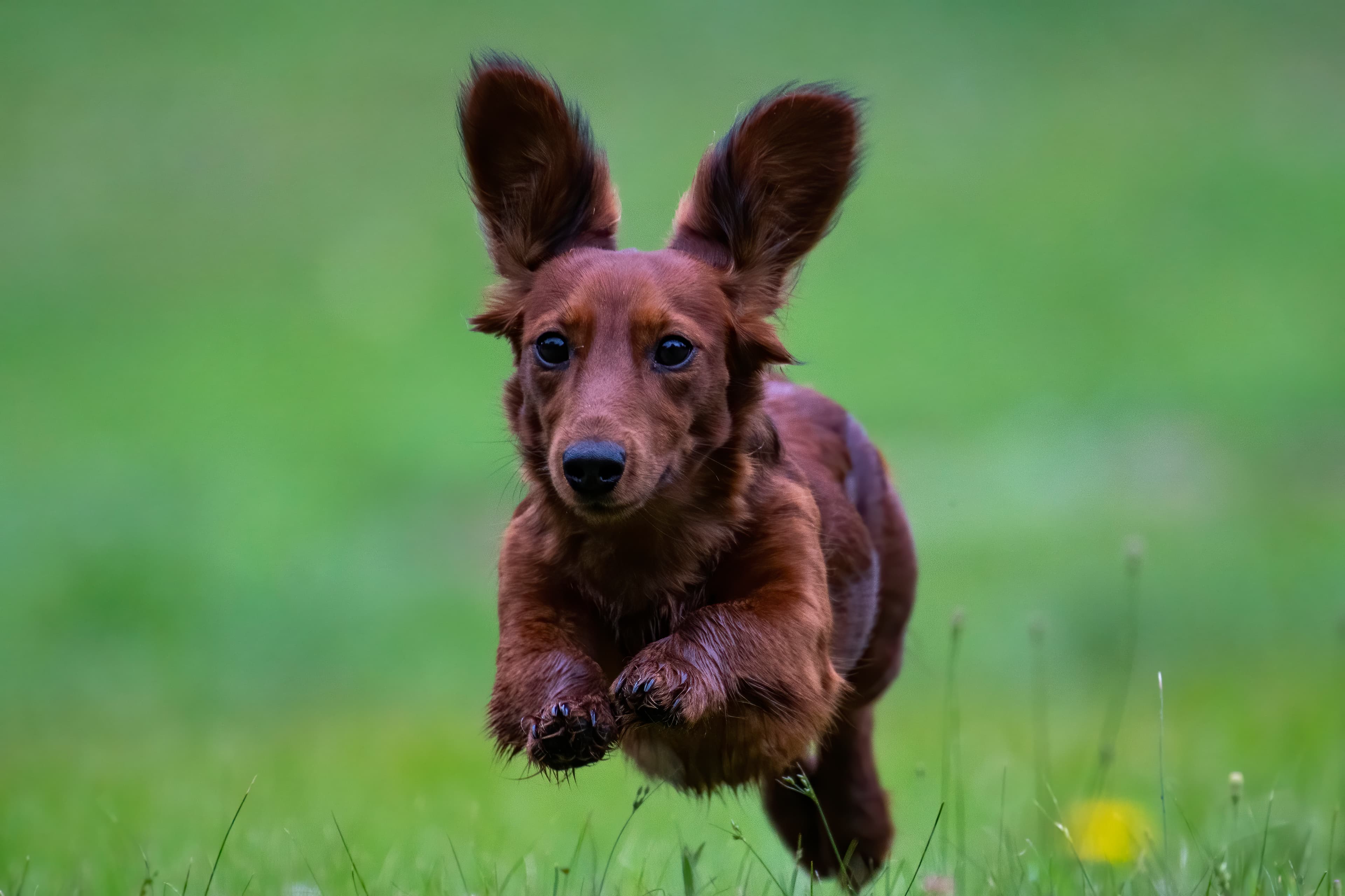 Our Dogs — pups117