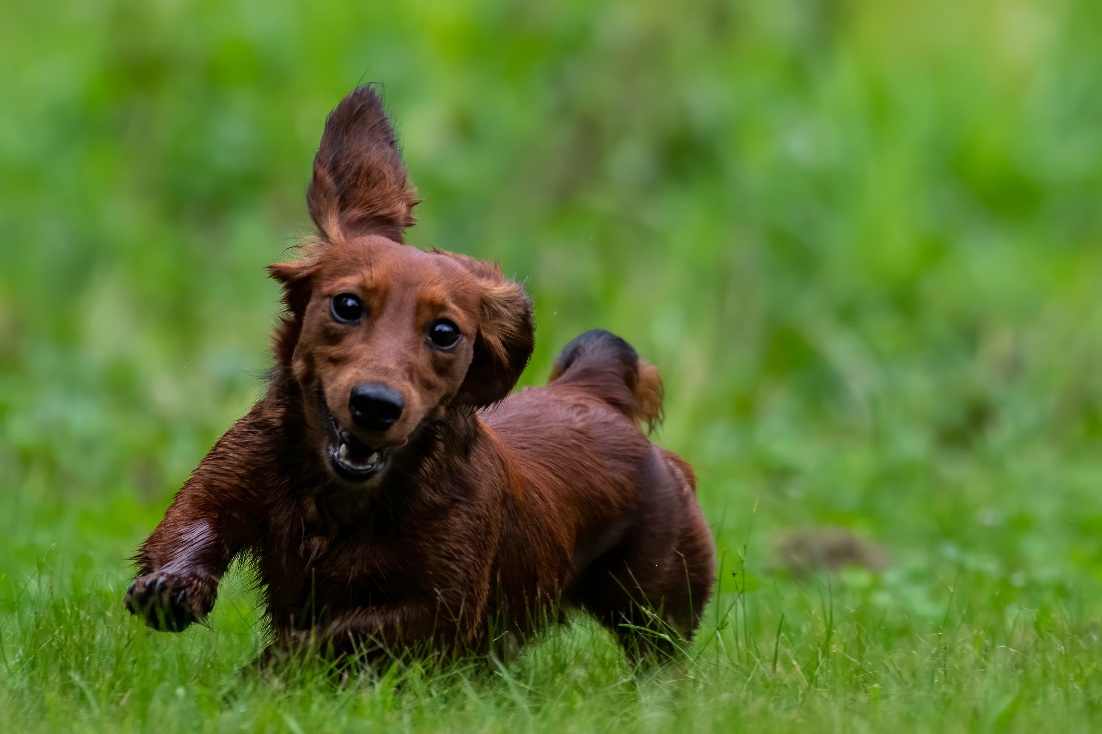 Our Dogs — pups124