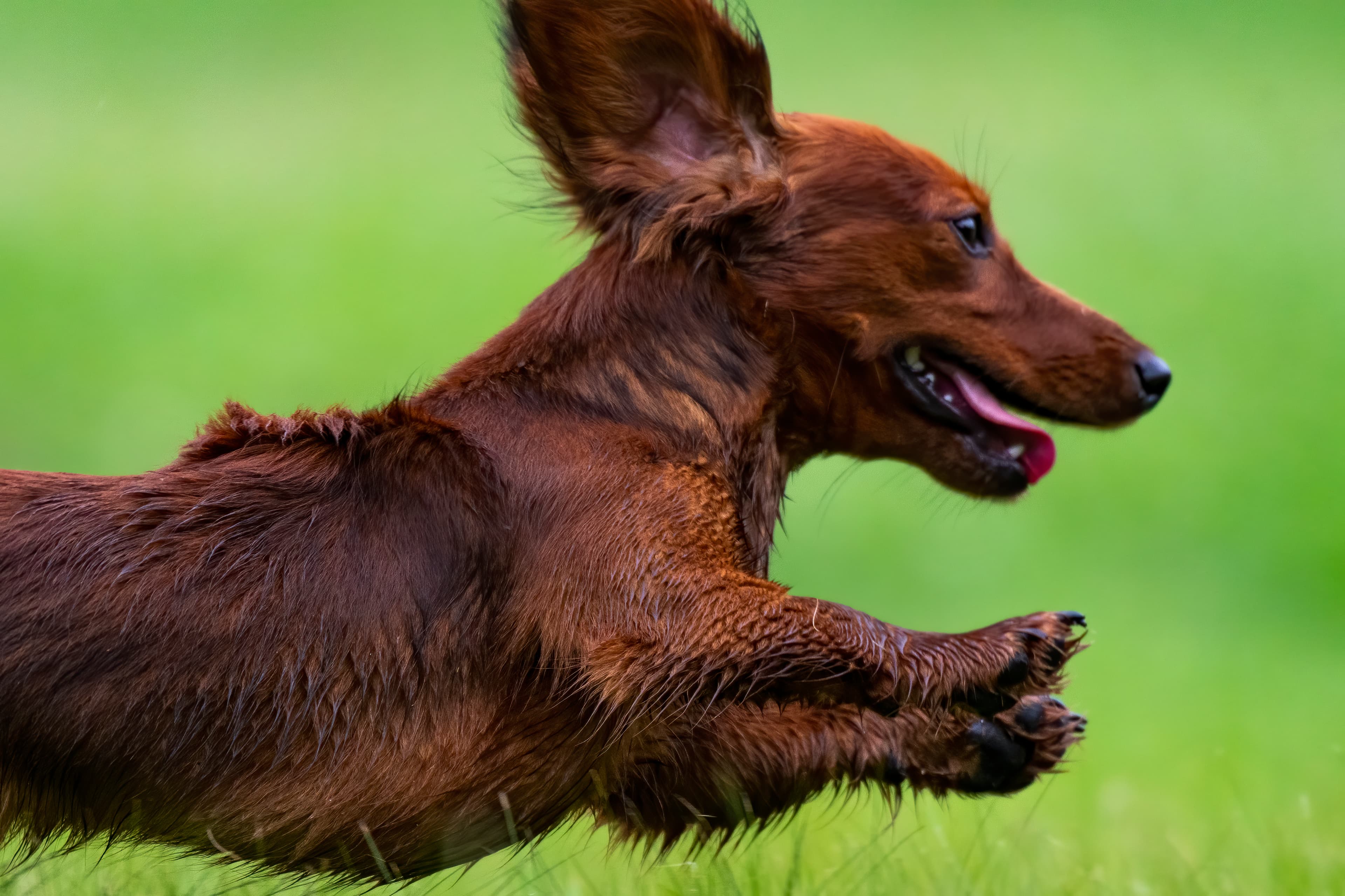 Our Dogs — pups125