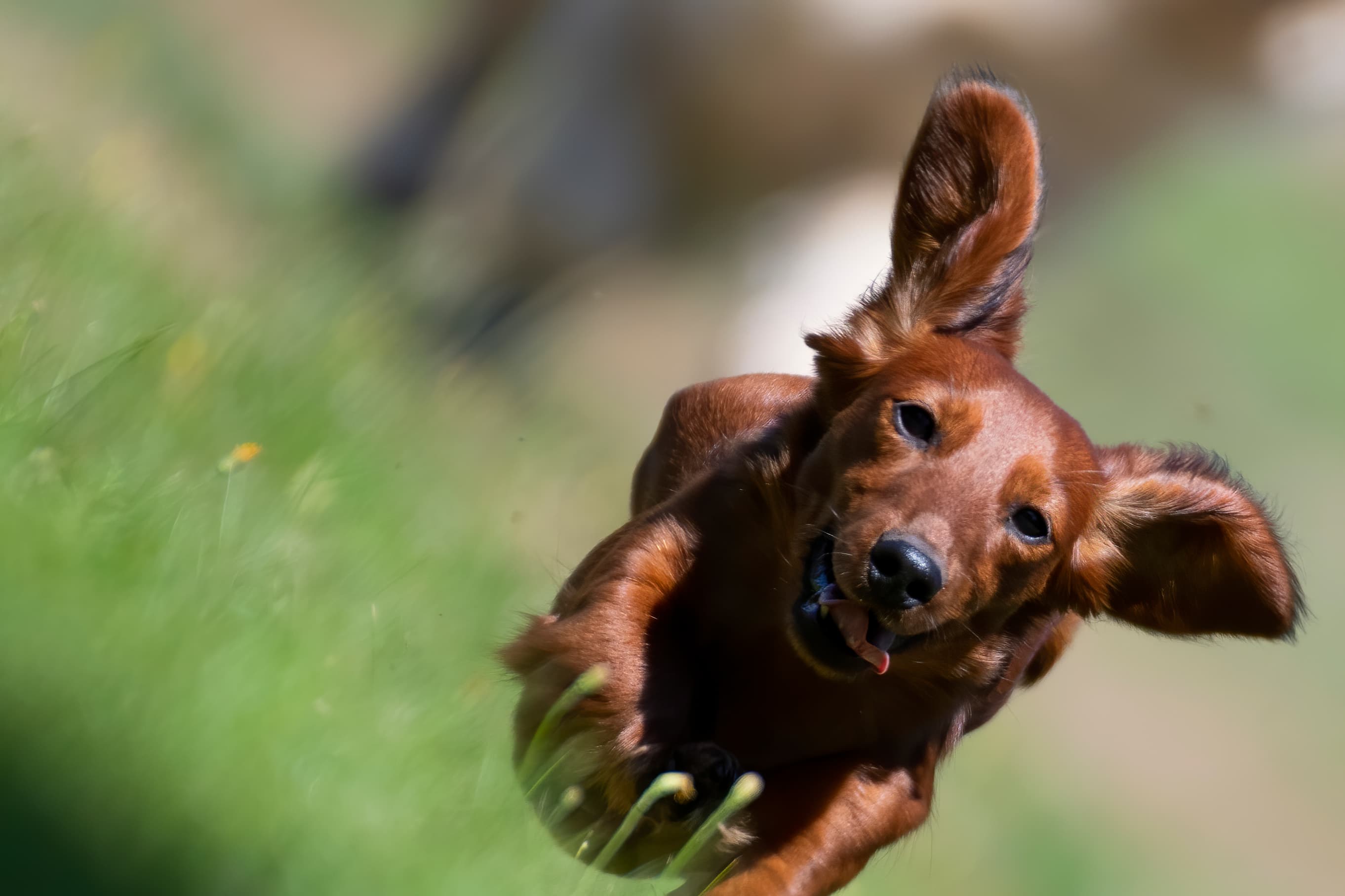 Our Dogs — pups147