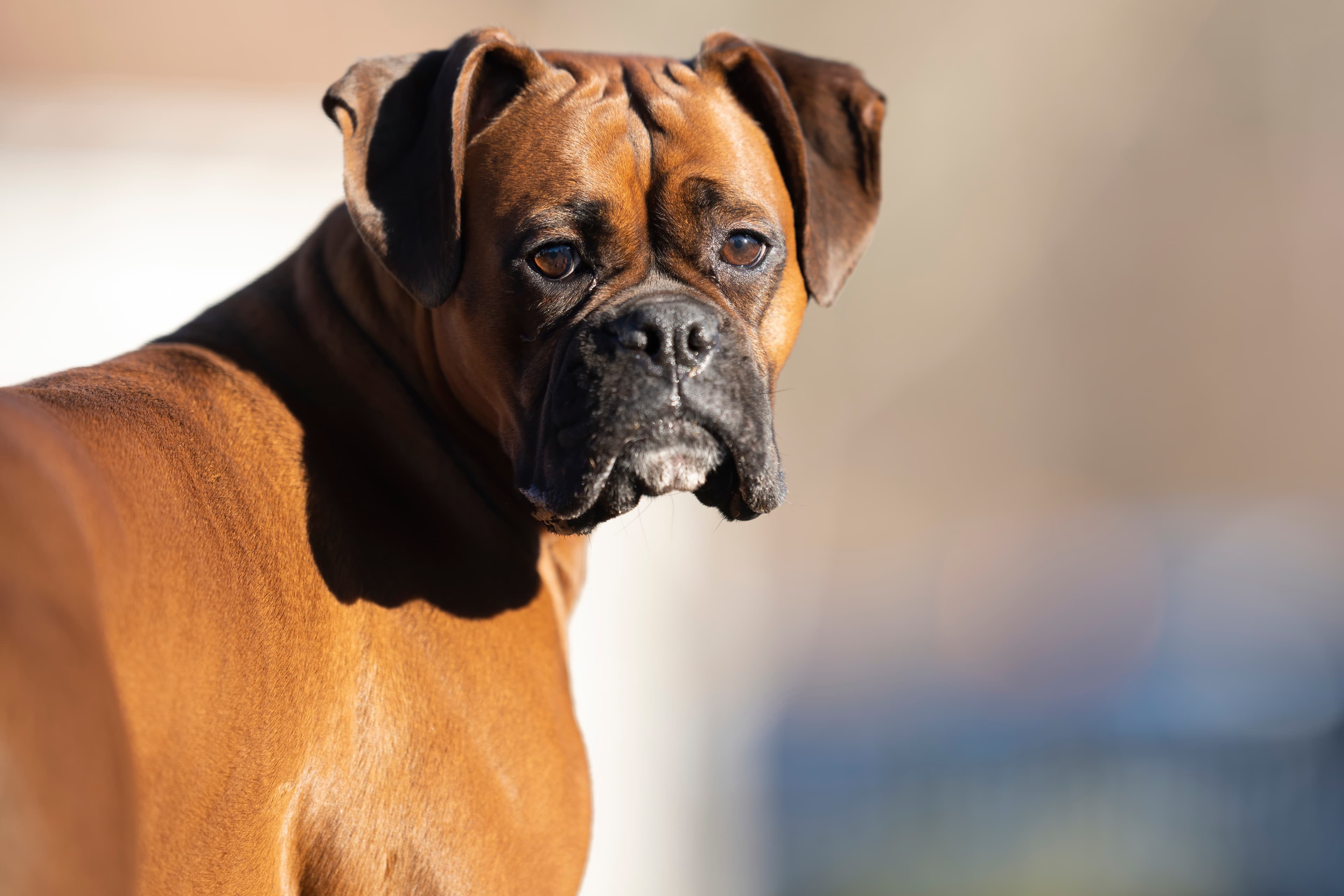 Lifestyle — CaremBoxers176 f