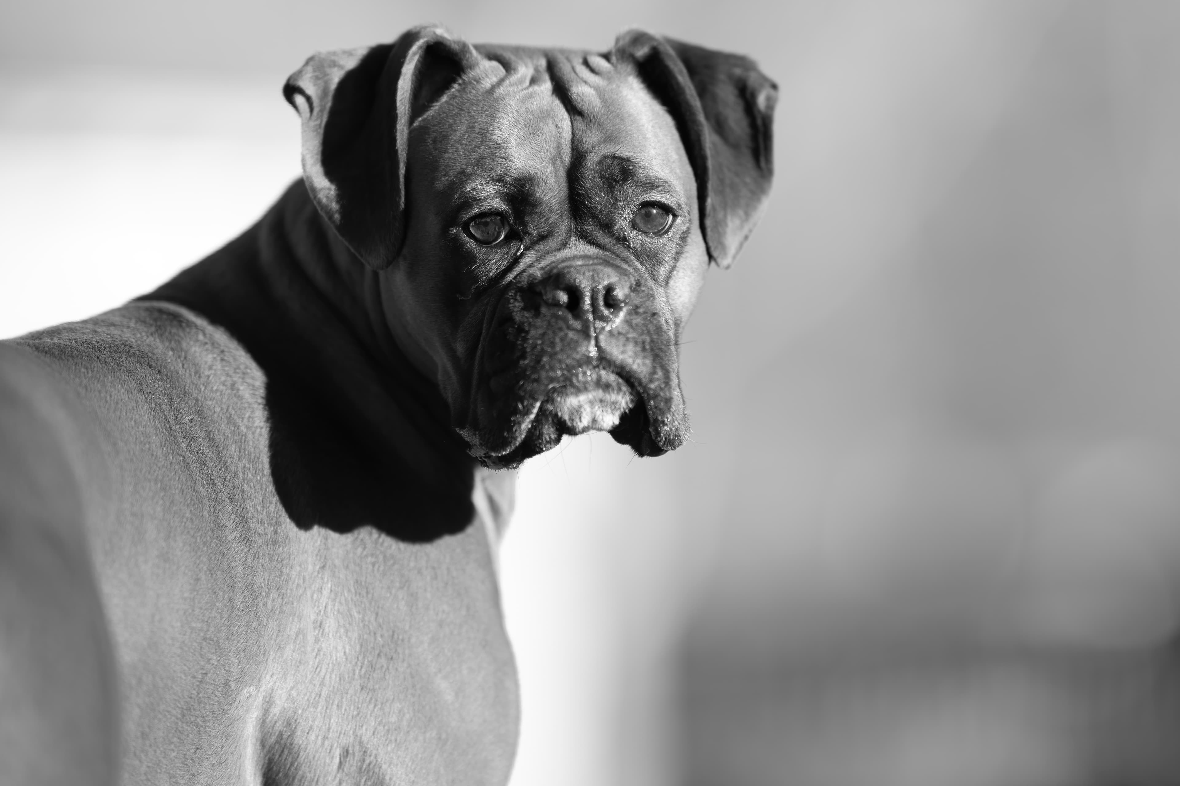 Lifestyle — CaremBoxers176 1 f