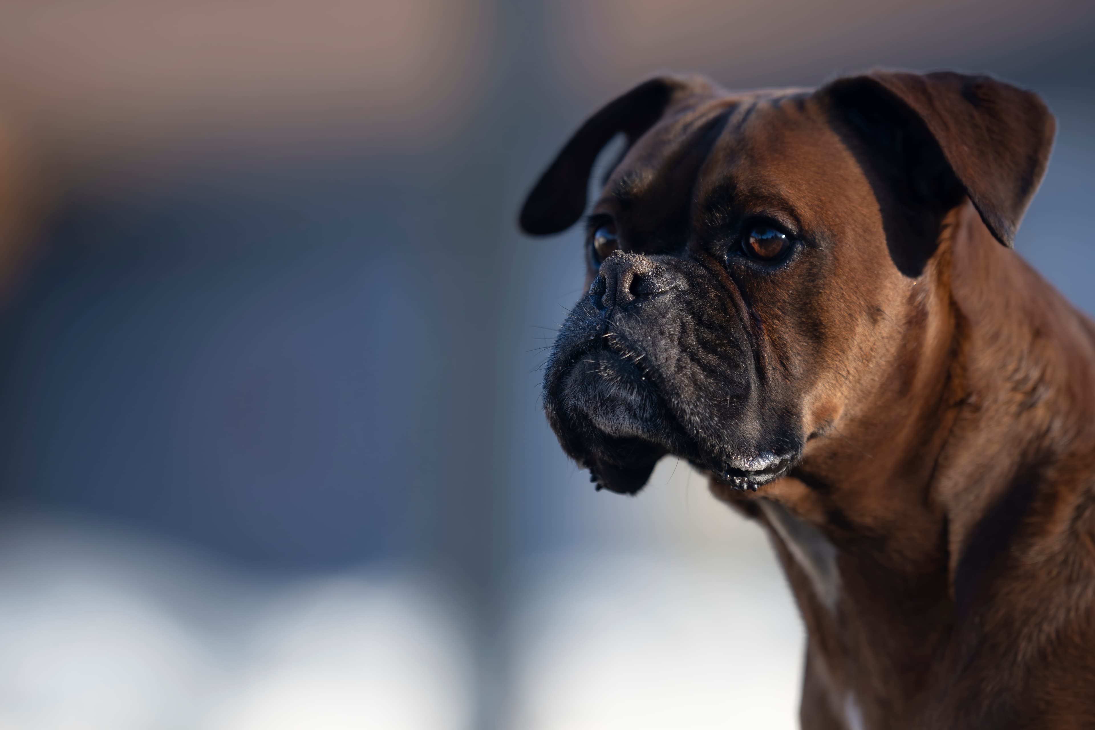 Lifestyle — CaremBoxers244 f