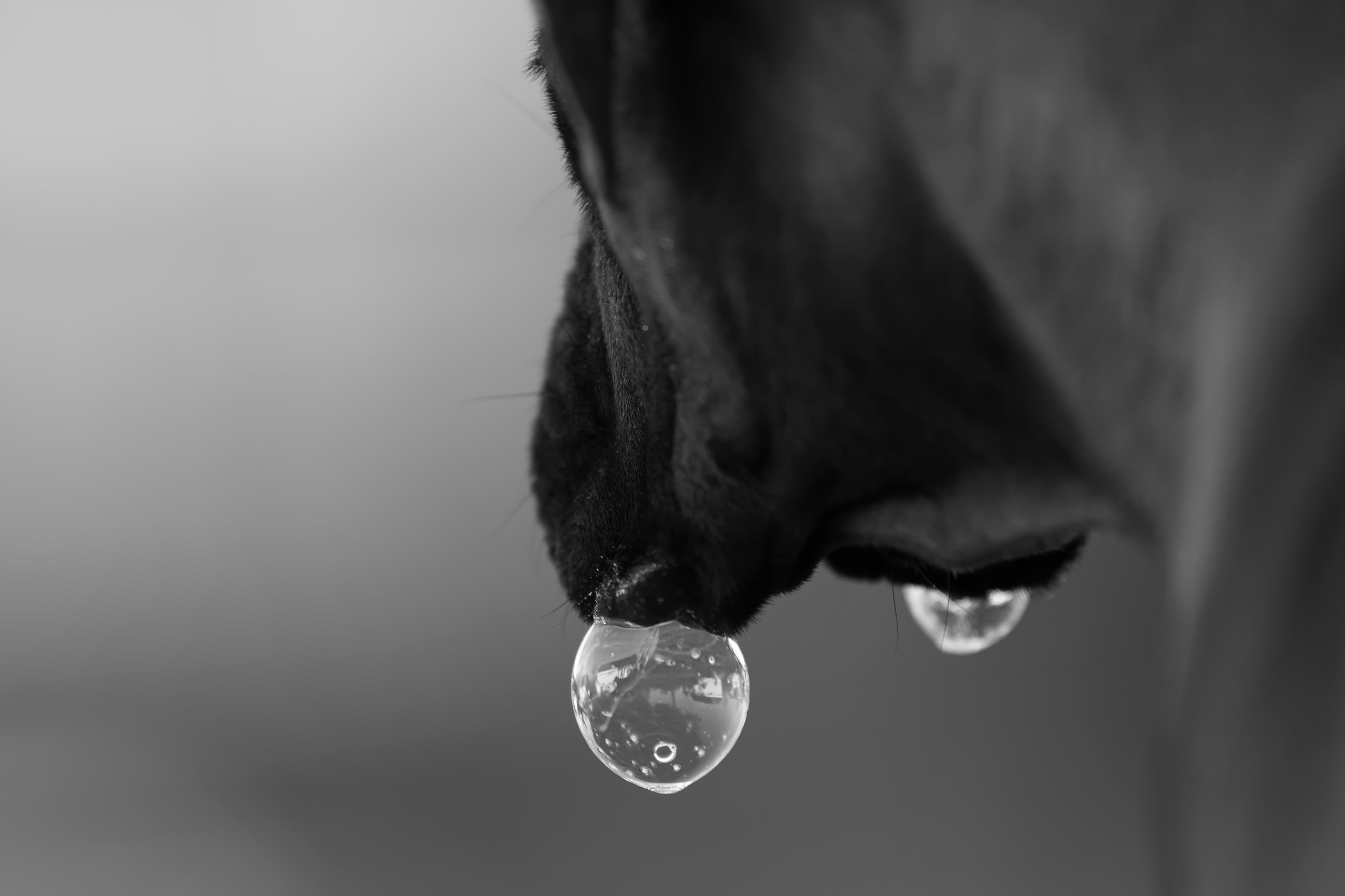 Lifestyle — CaremBoxers336 1 f
