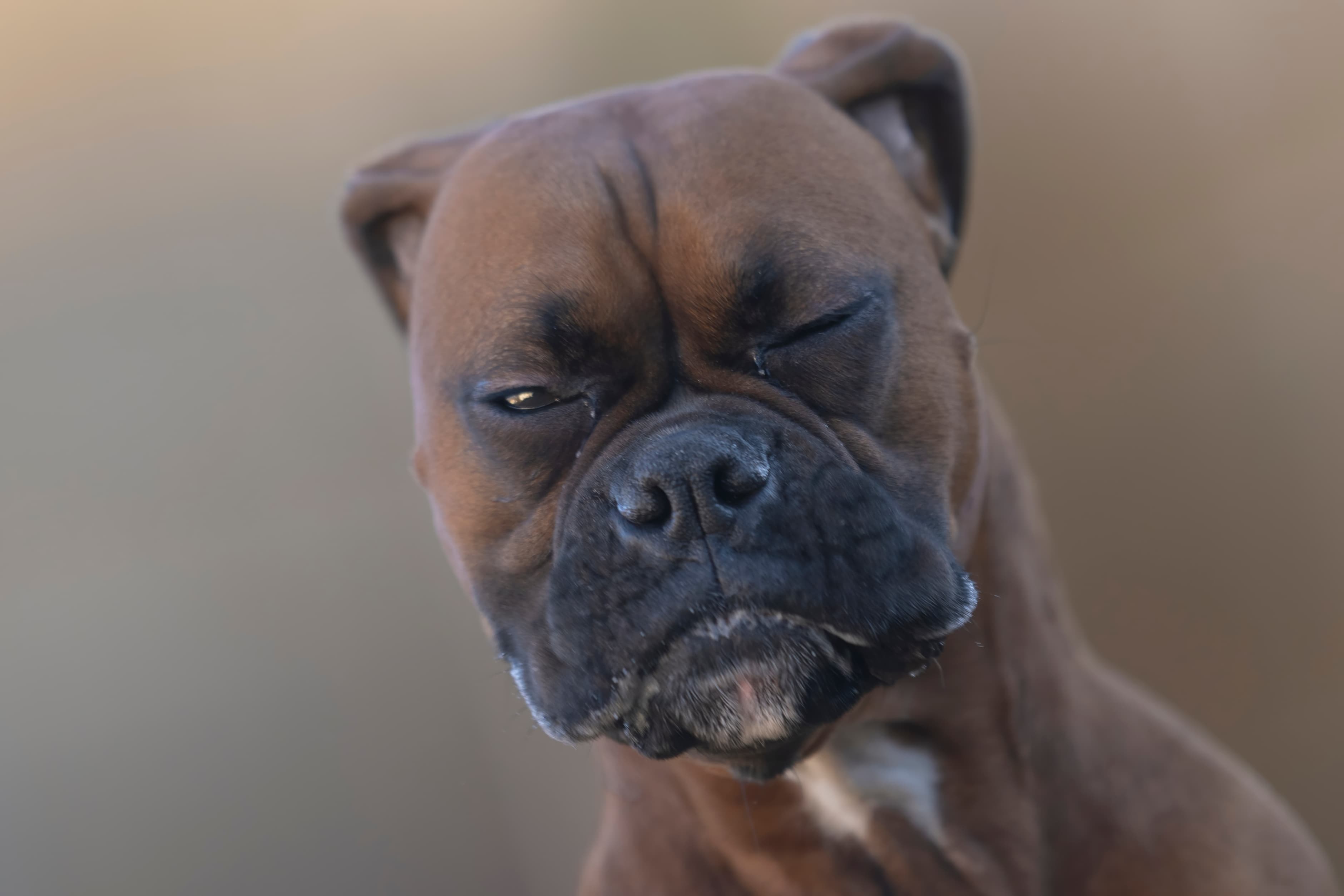 Lifestyle — CaremBoxers426 2 f