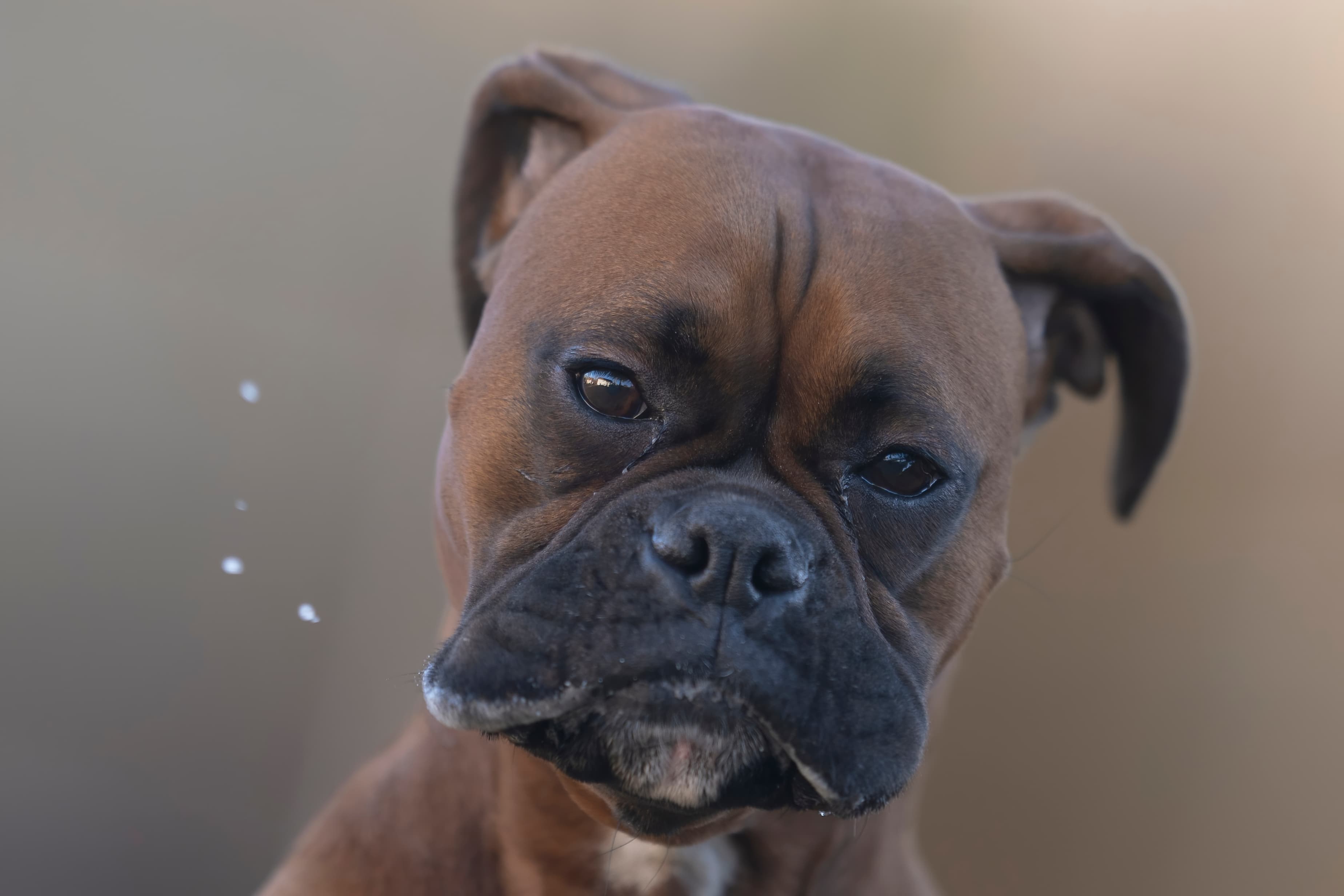 Lifestyle — CaremBoxers429 2 f