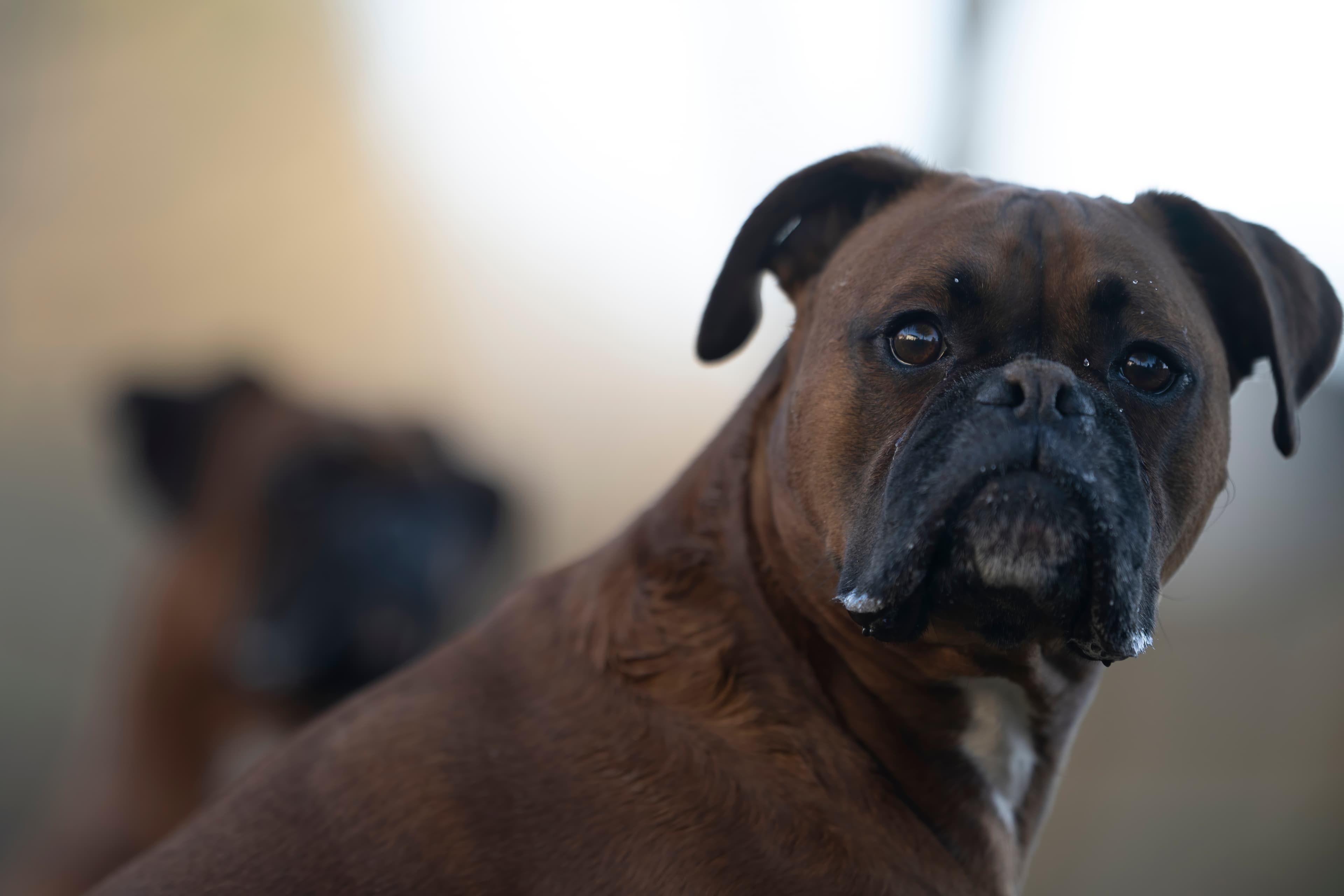 Lifestyle — CaremBoxers516 f