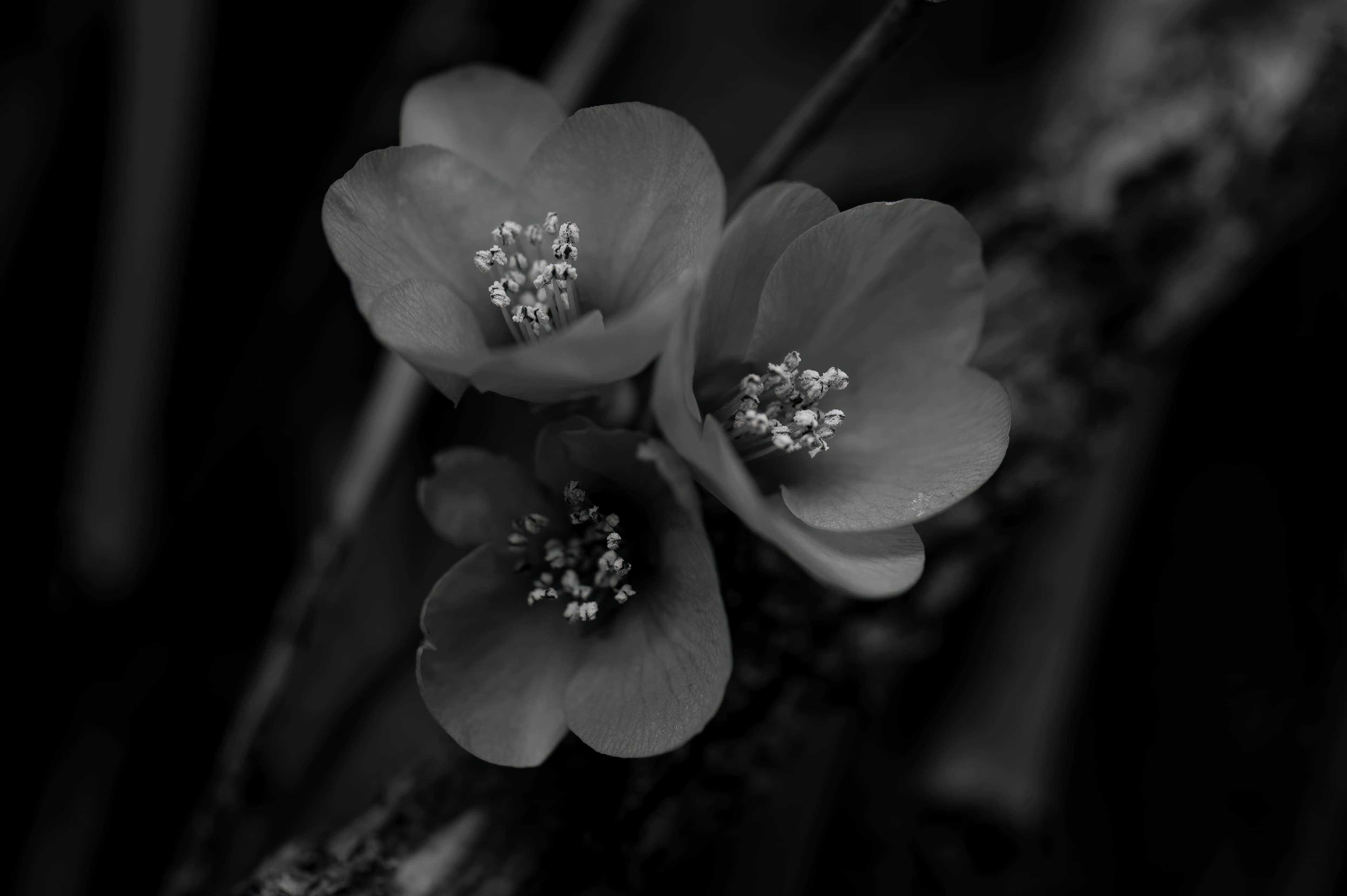 Nature — Flowers181 f