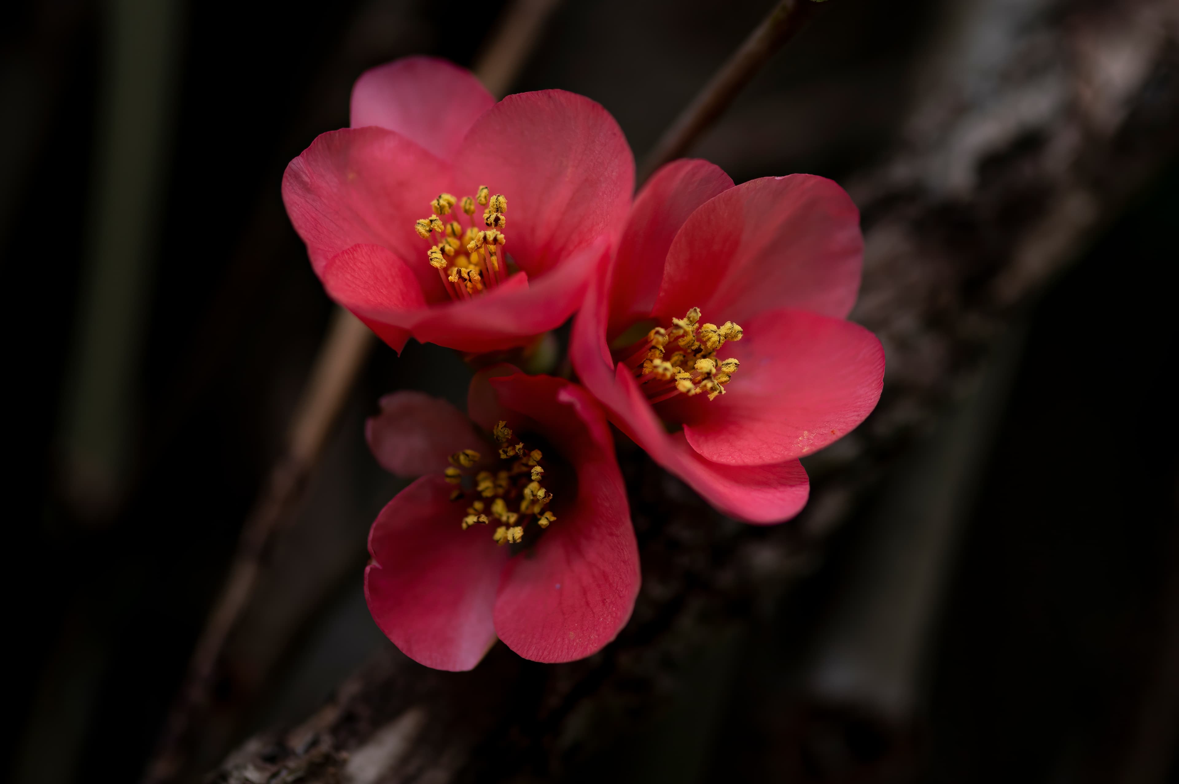 Nature — Flowers181 1 f