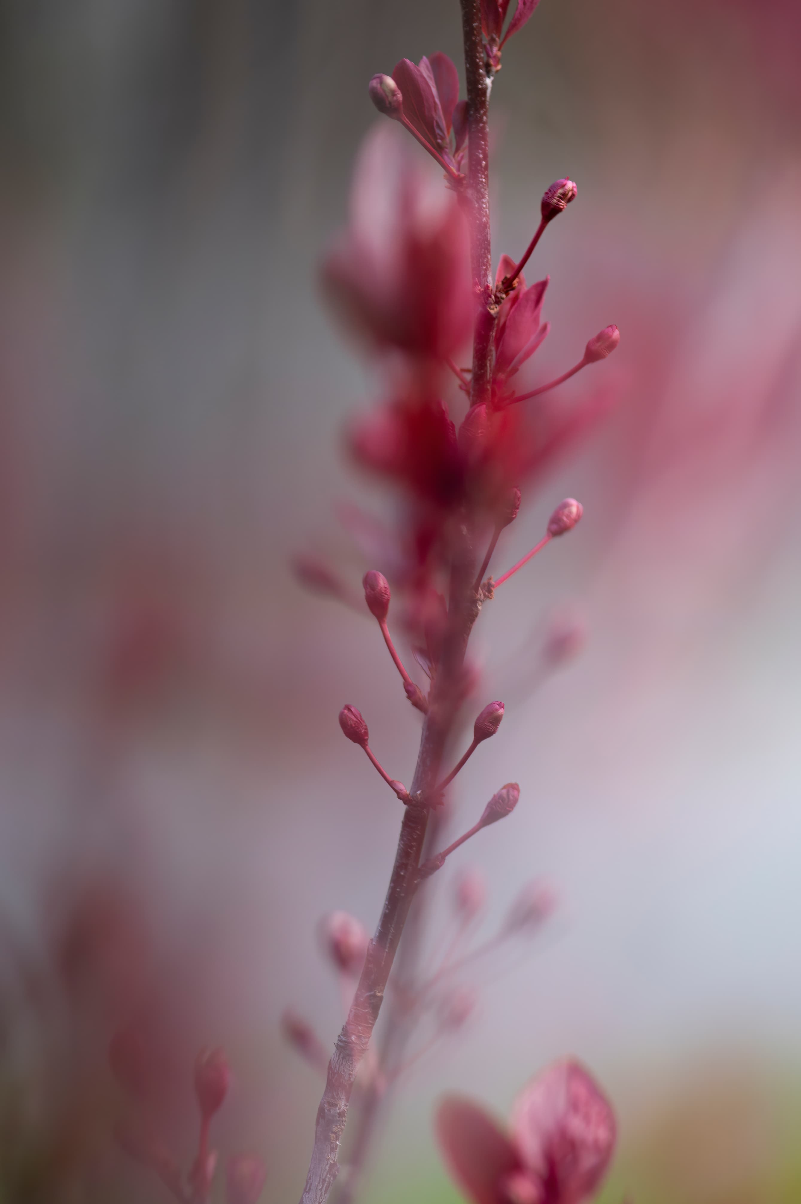 Nature — Flowers185 f