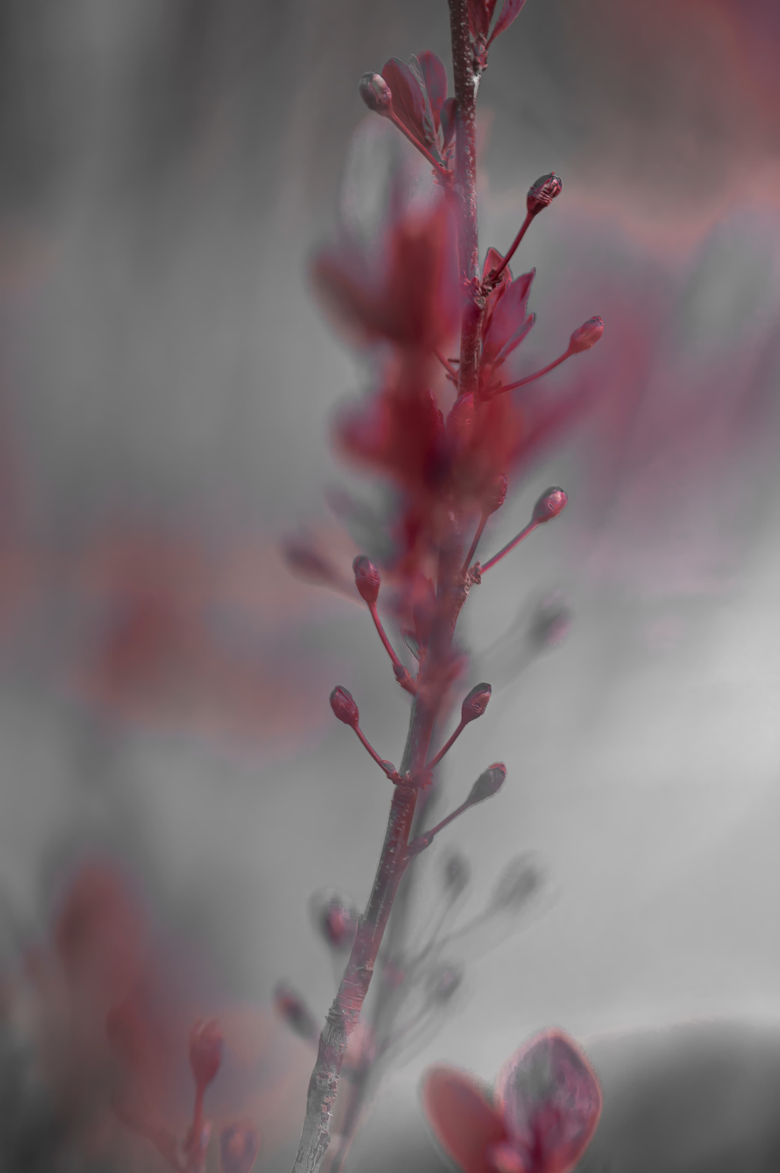 Nature — Flowers185 1 f