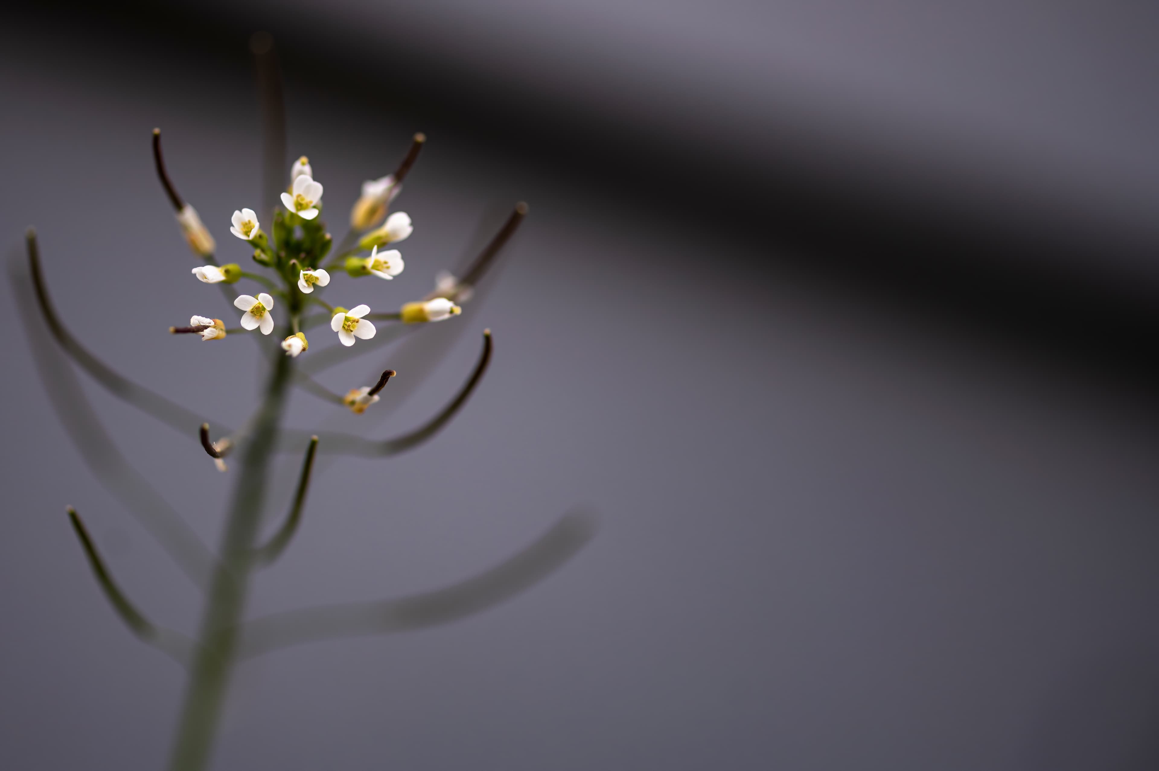 Nature — Flowers360 f