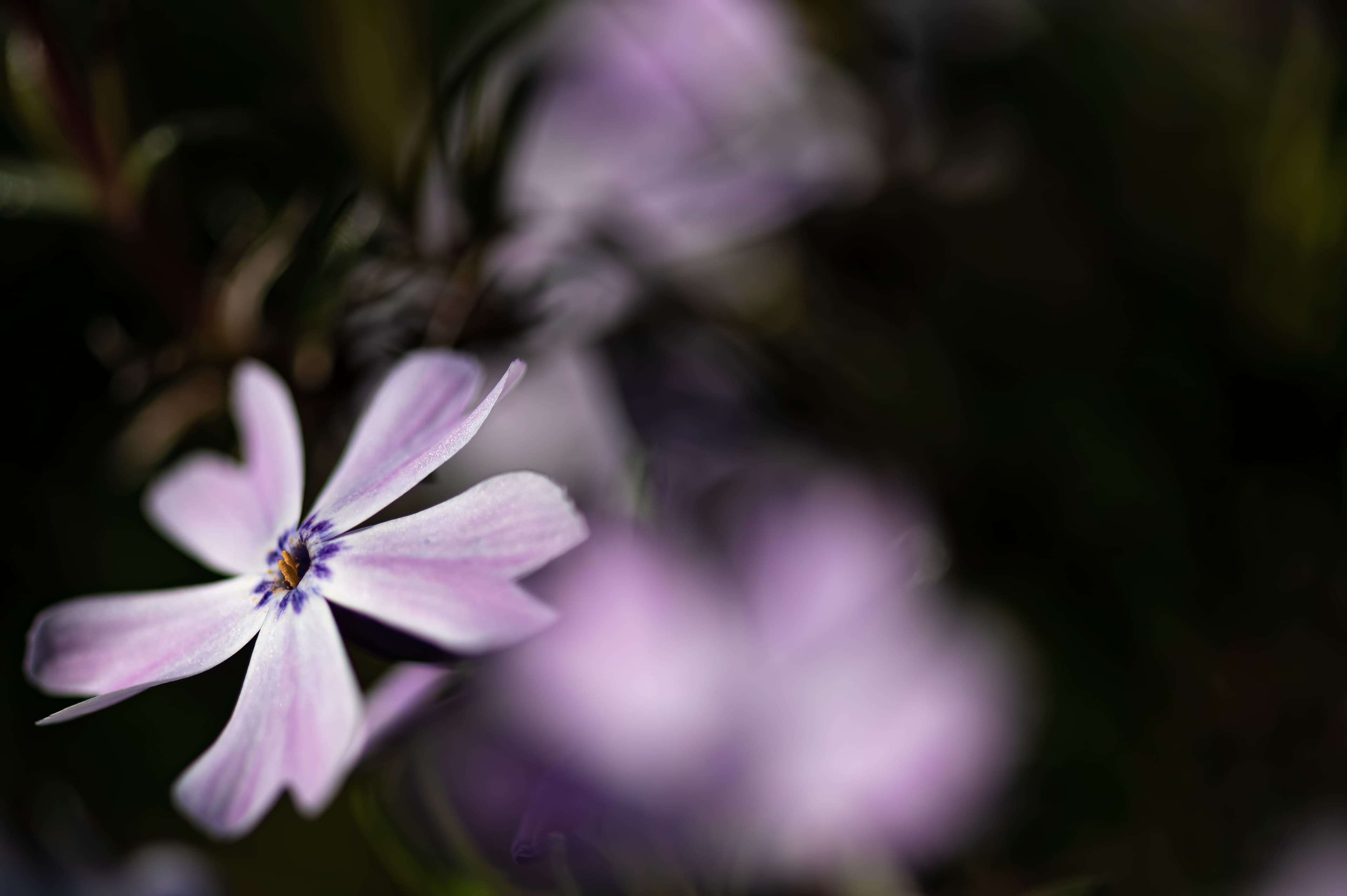 Nature — Flowers590 f