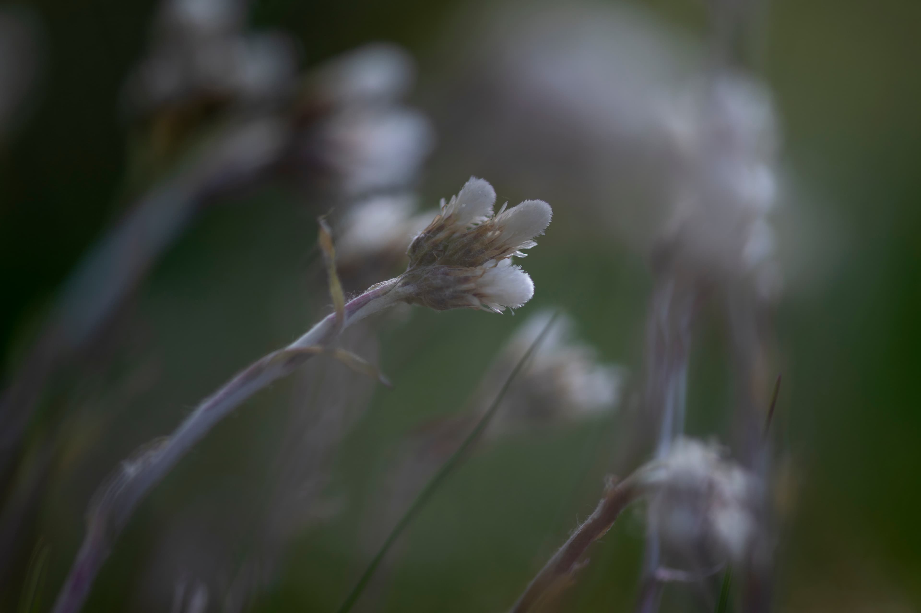 Nature — Flowers2168