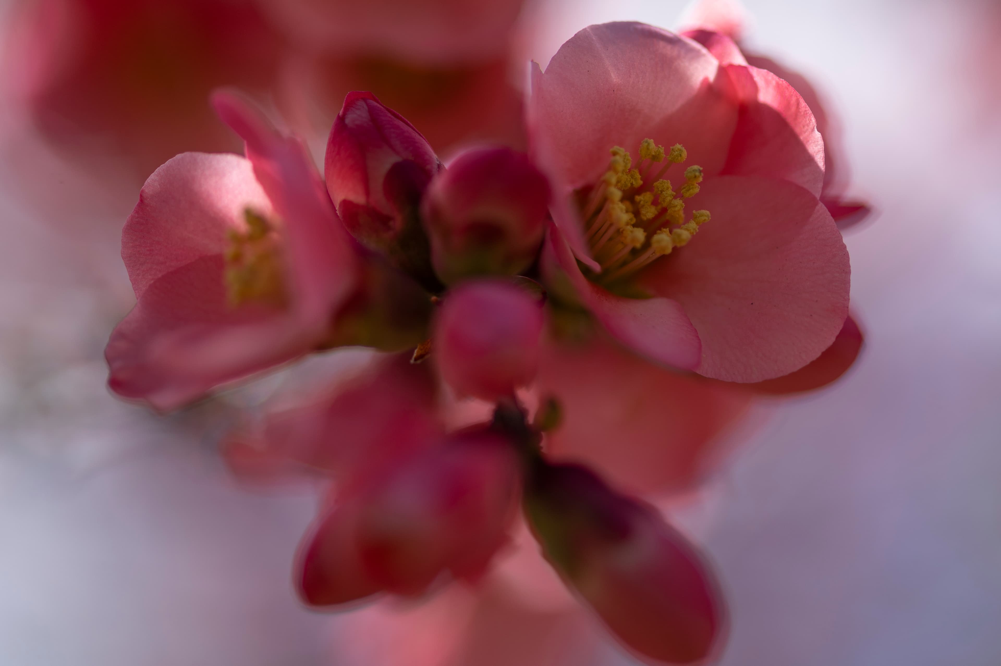 Nature — Flowers013