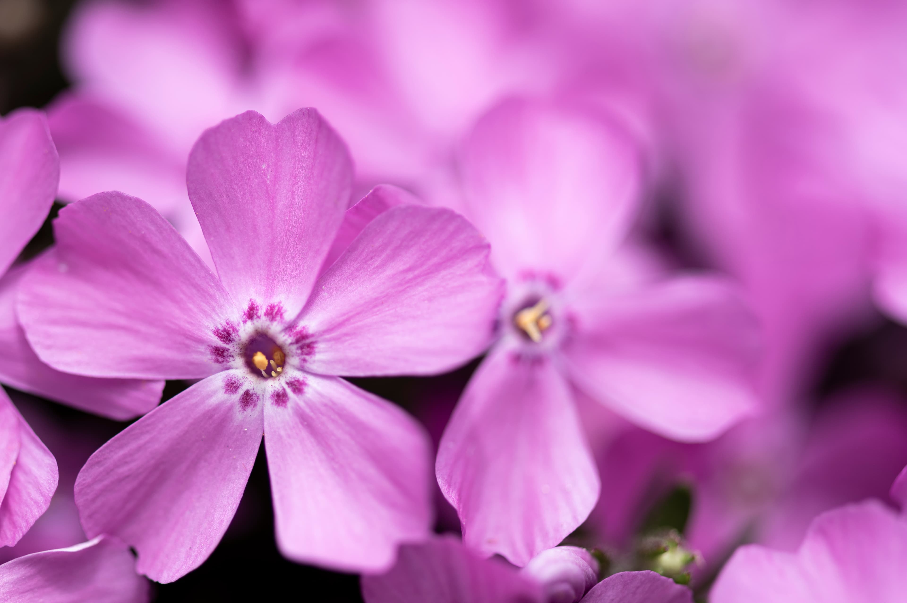 Nature — Flowers146