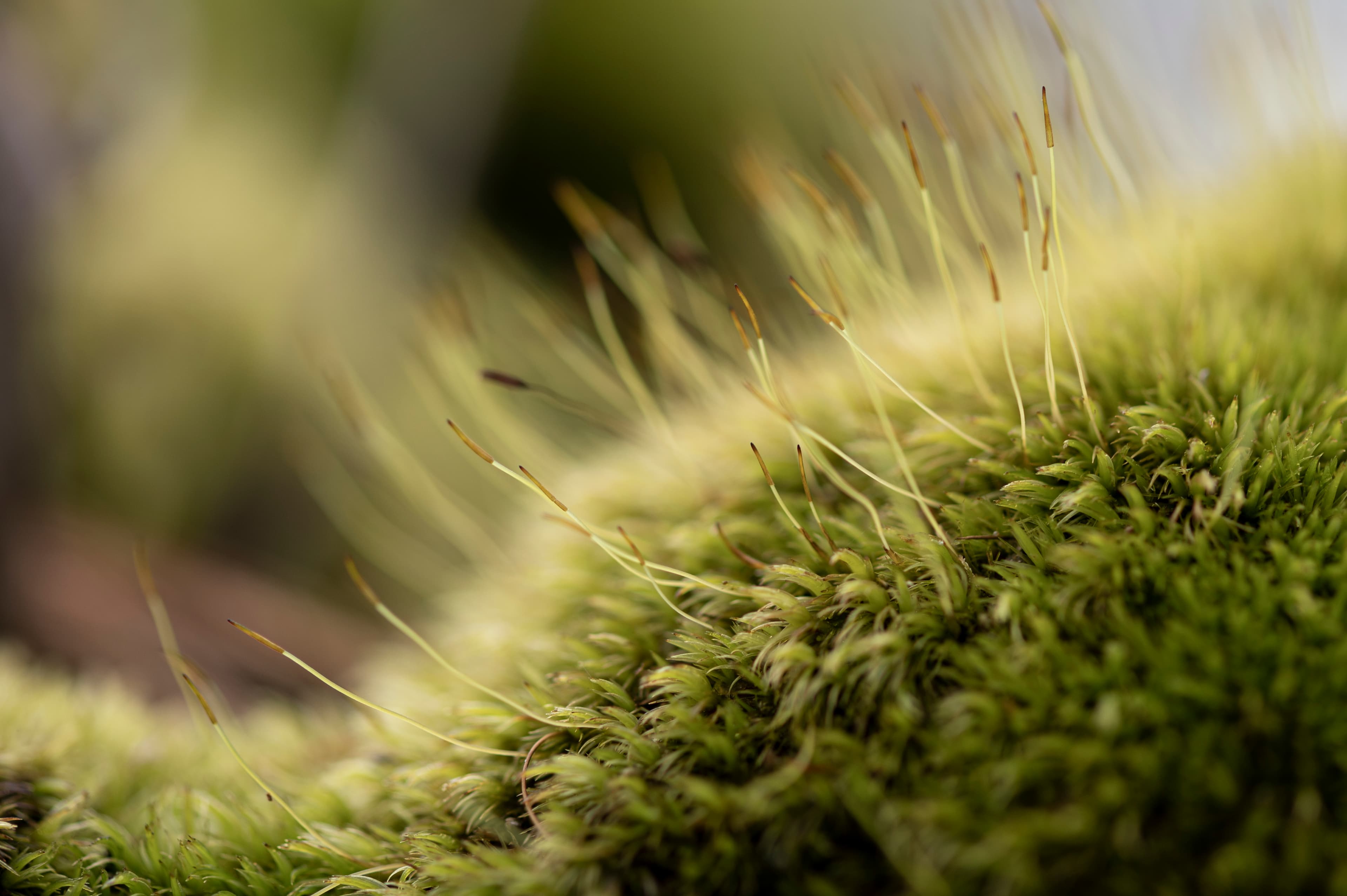 Nature — Leaves141