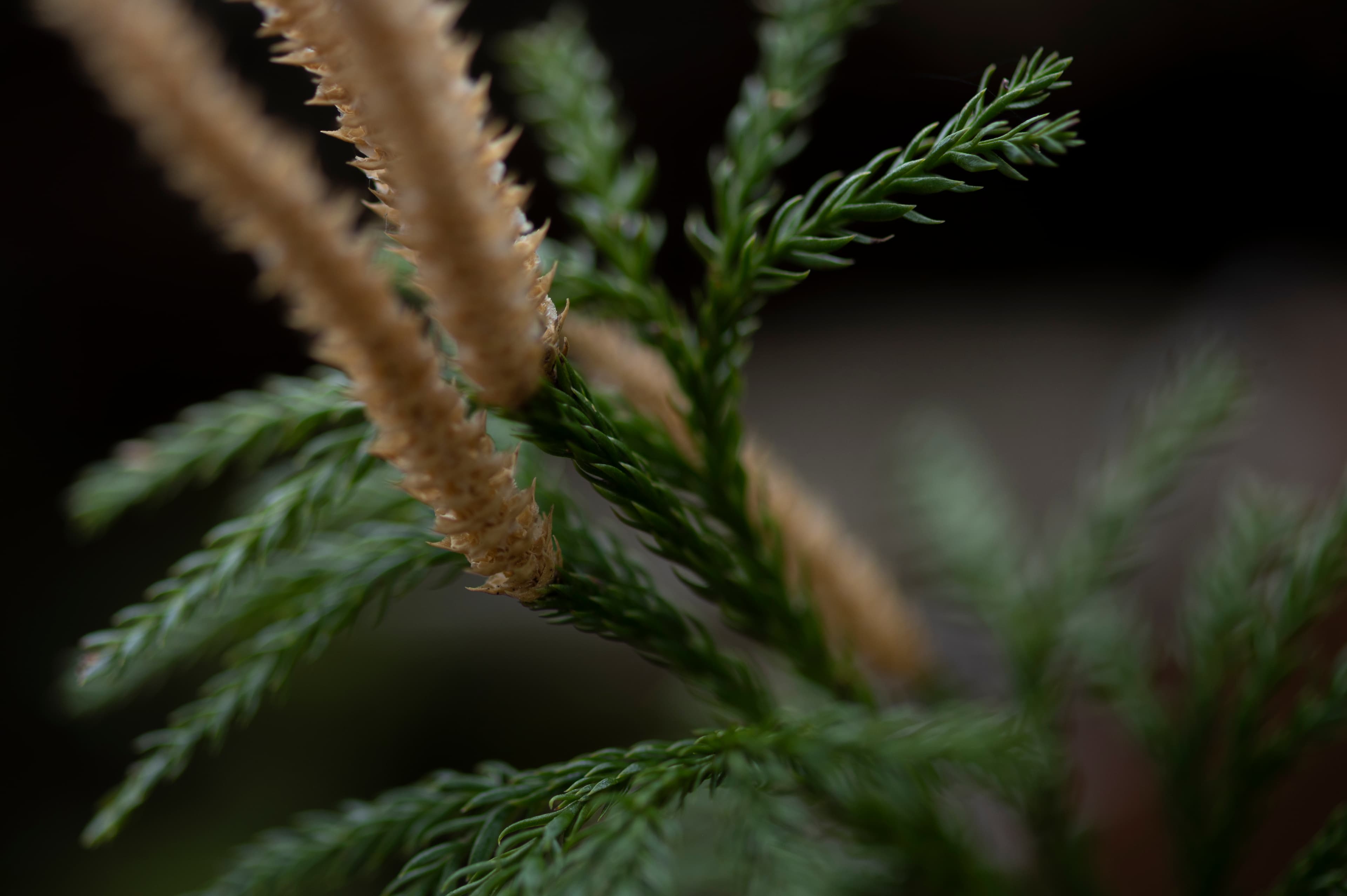 Nature — Leaves189