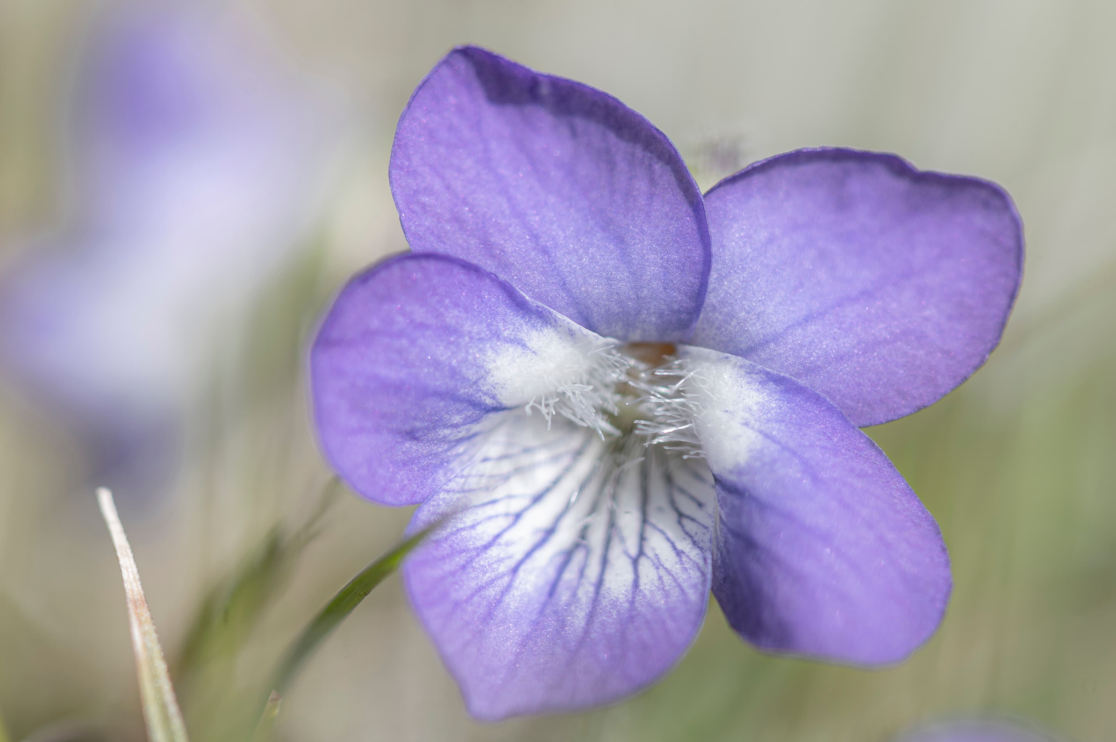 Nature — NHFlowers34 1