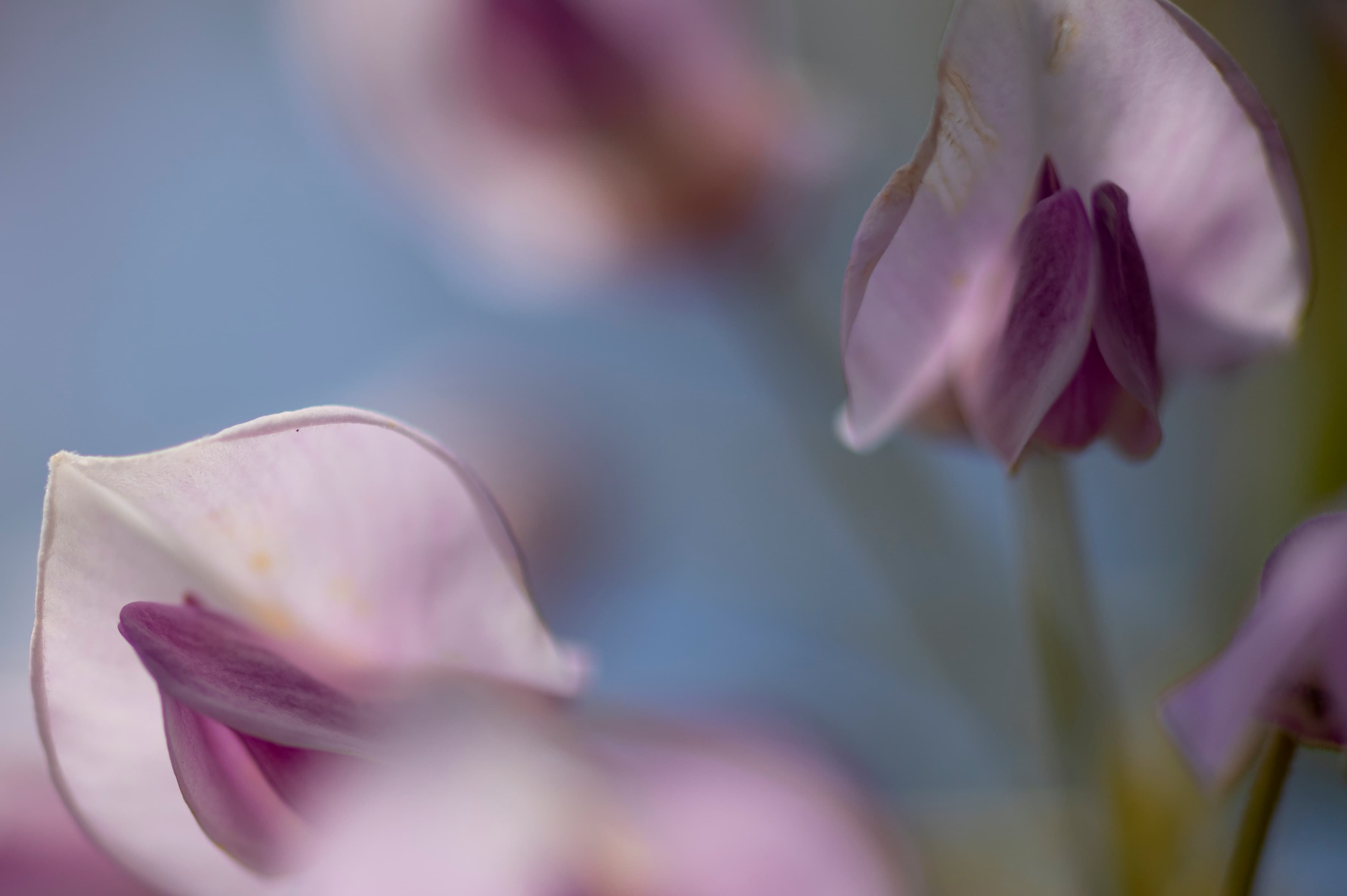 Nature — Purple Flowers199