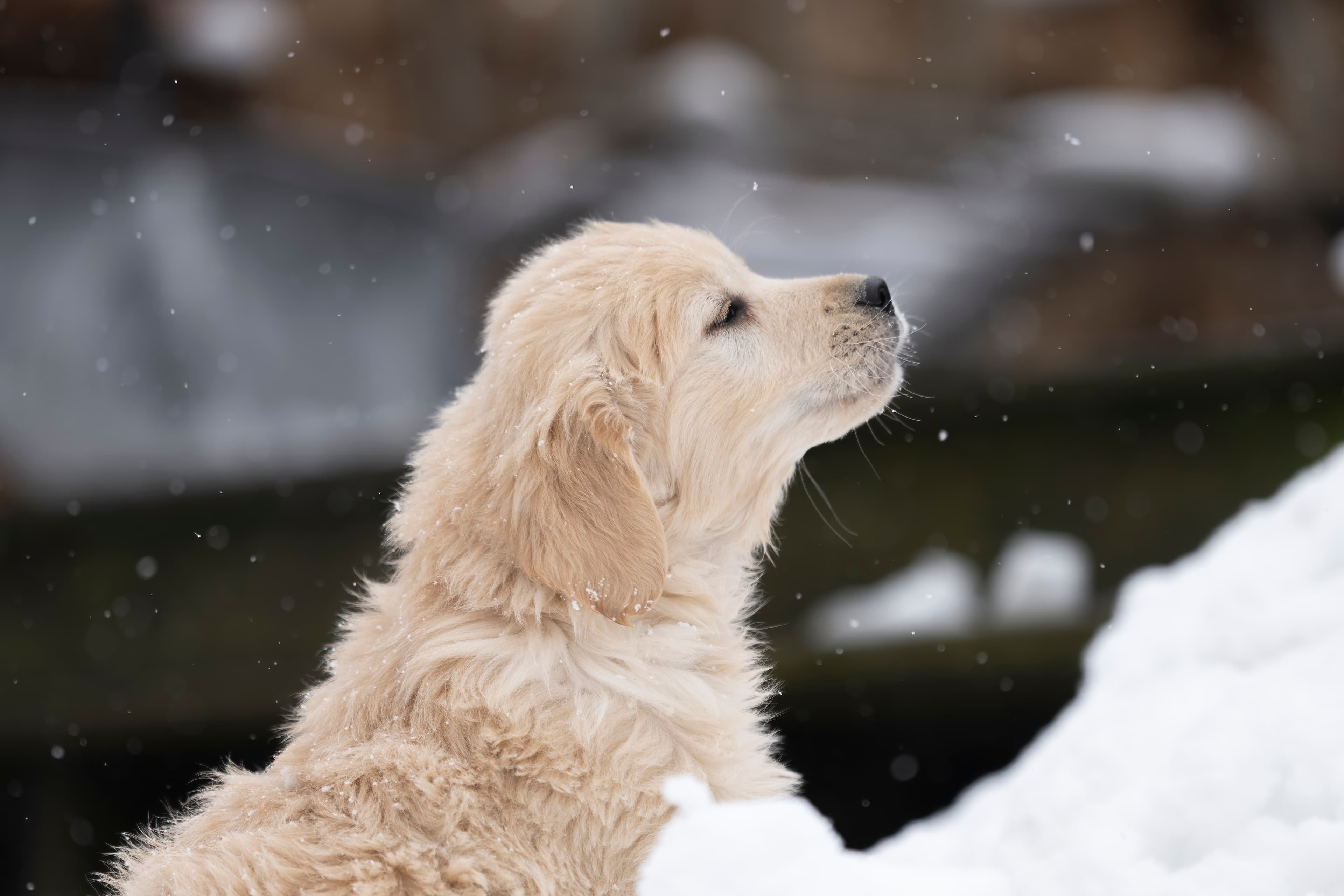 Puppies — DukeGr013 f