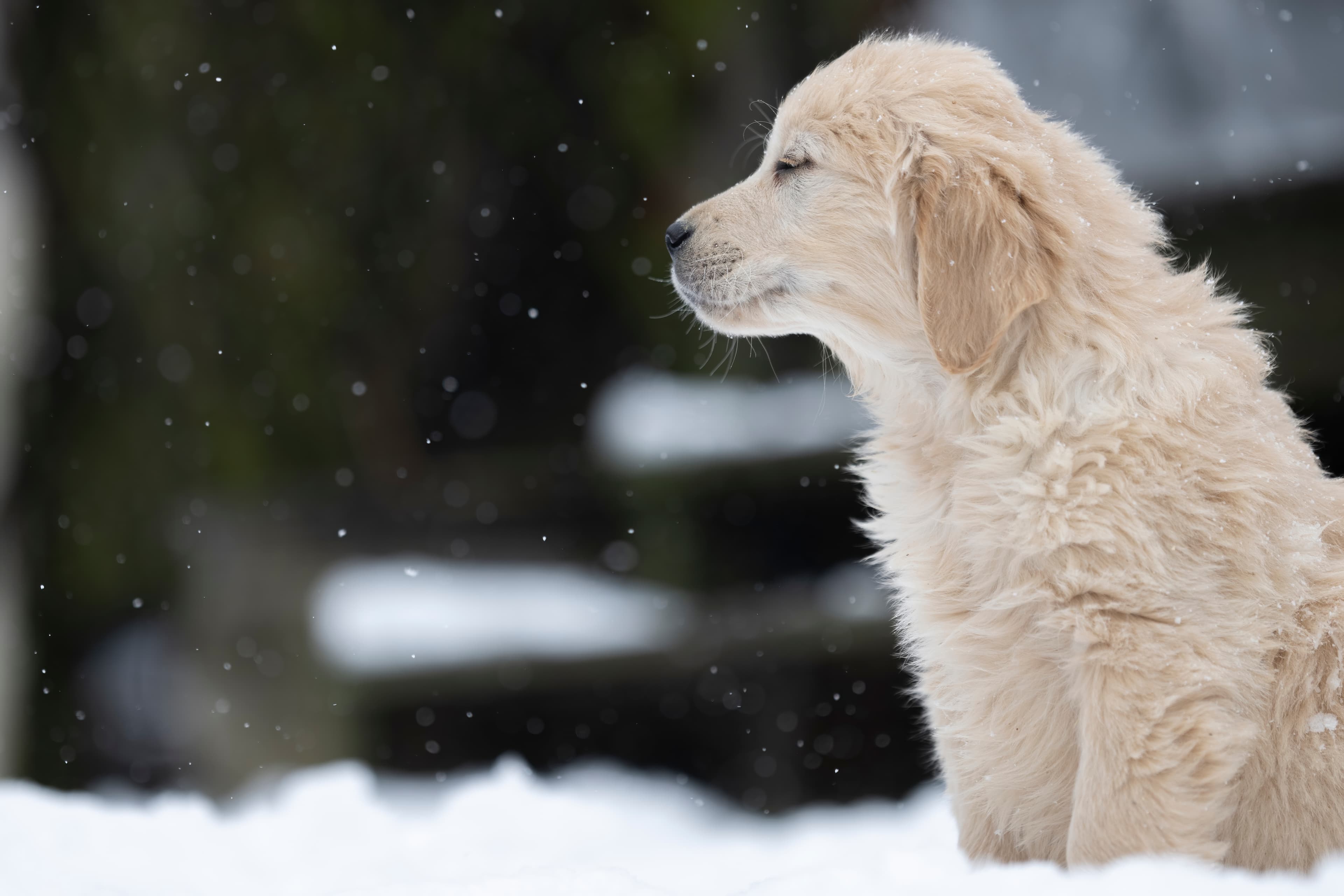 Puppies — DukeGr044 f