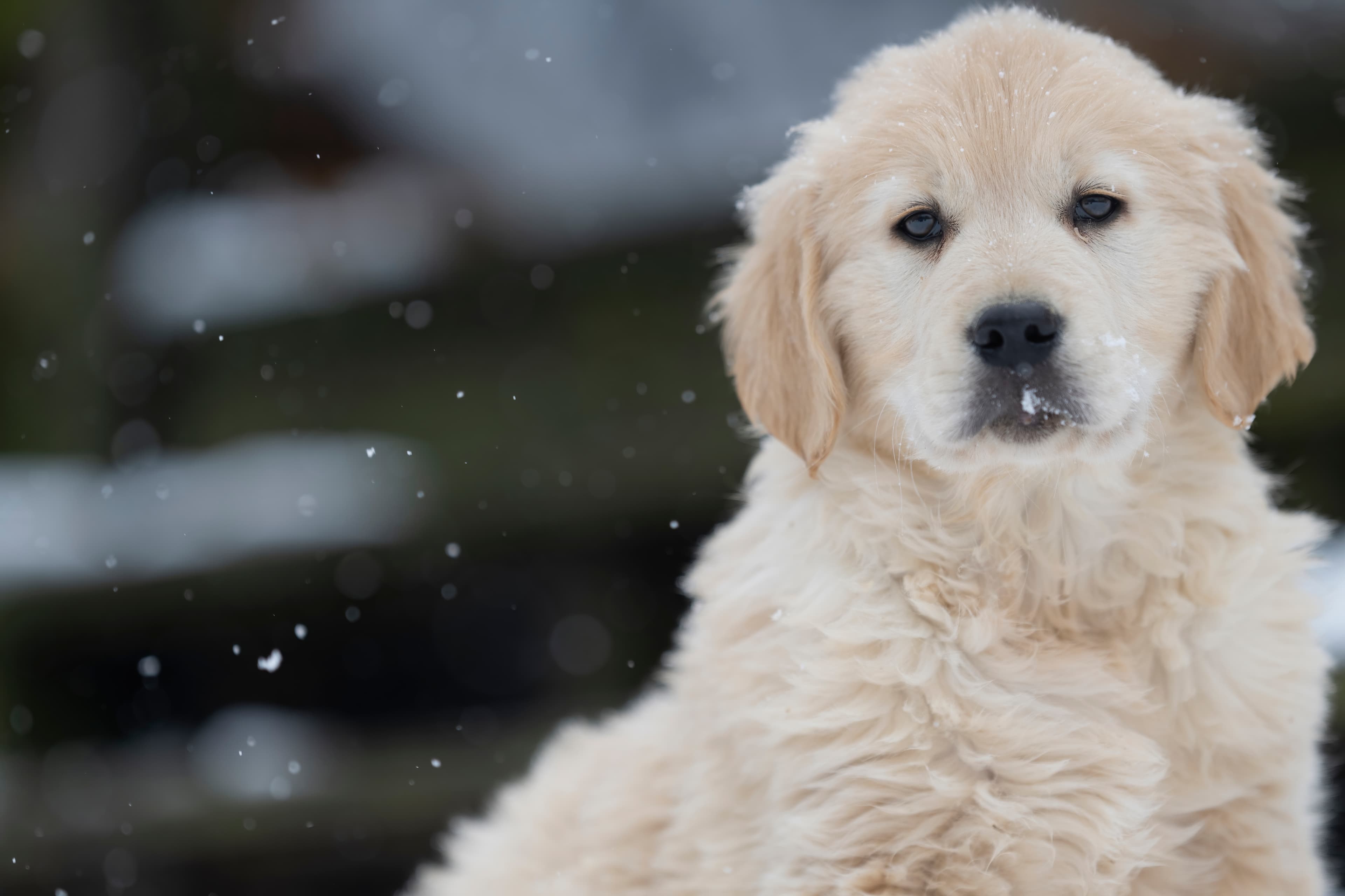Puppies — DukeGr097 f