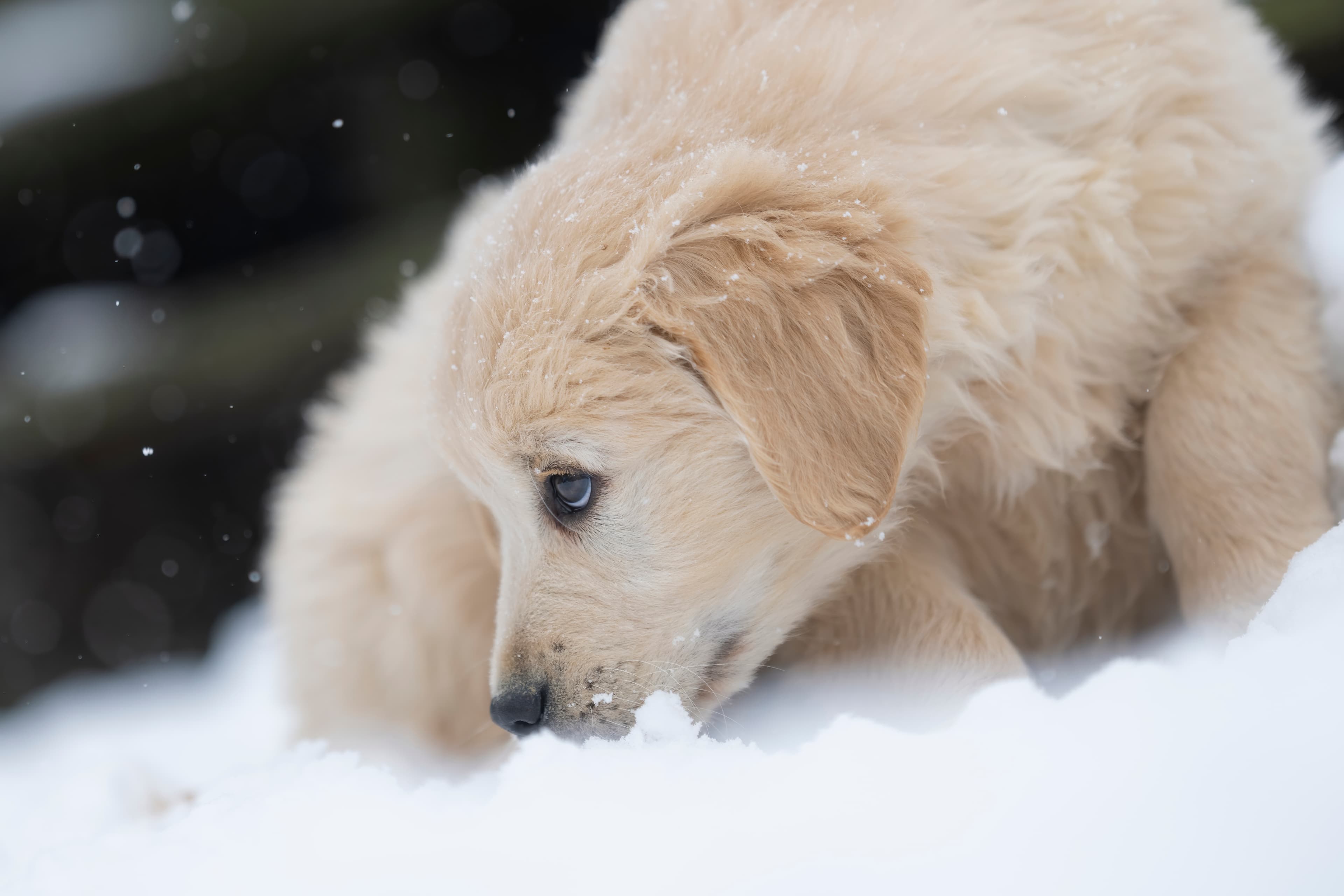 Puppies — DukeGr102 f