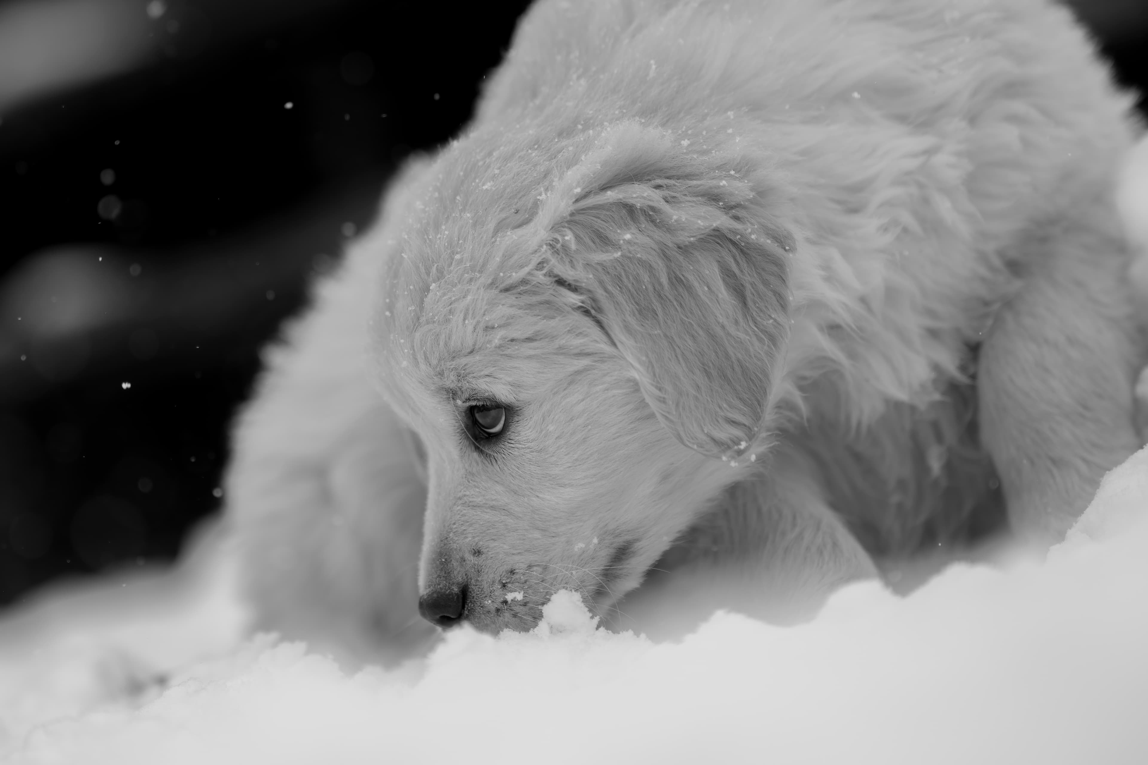 Puppies — DukeGr102 1 f