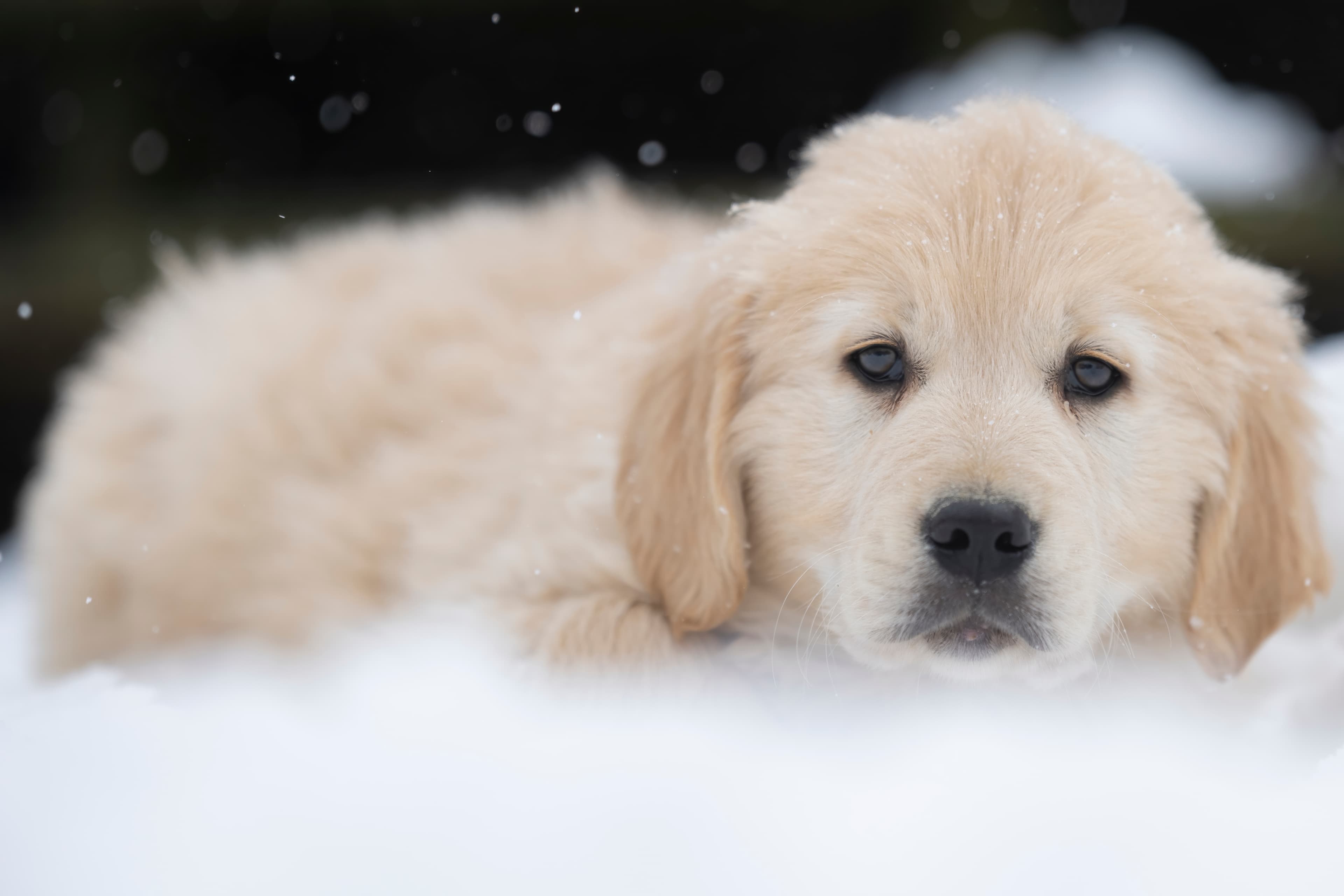 Puppies — DukeGr113 f