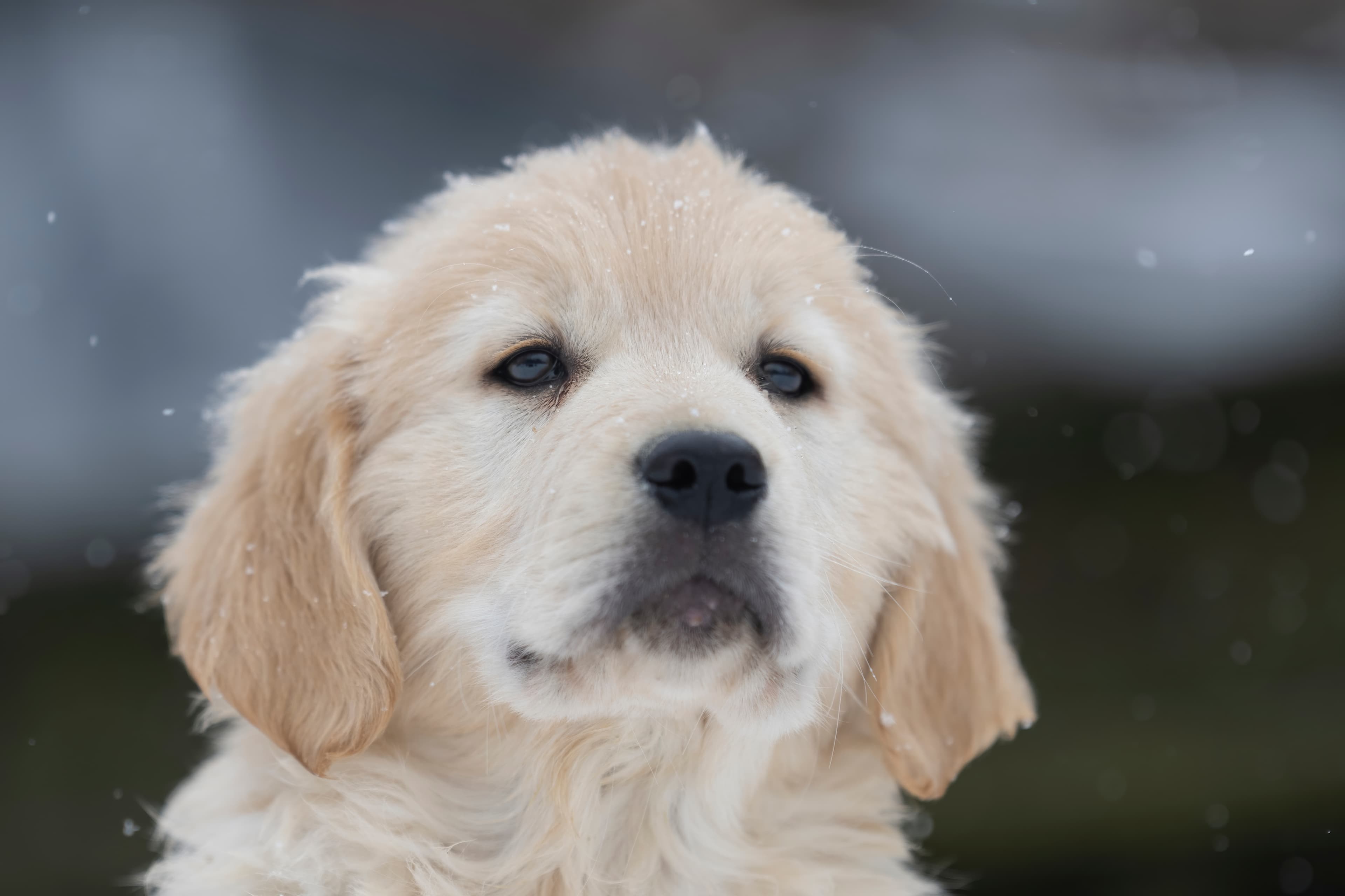 Puppies — DukeGr125 f