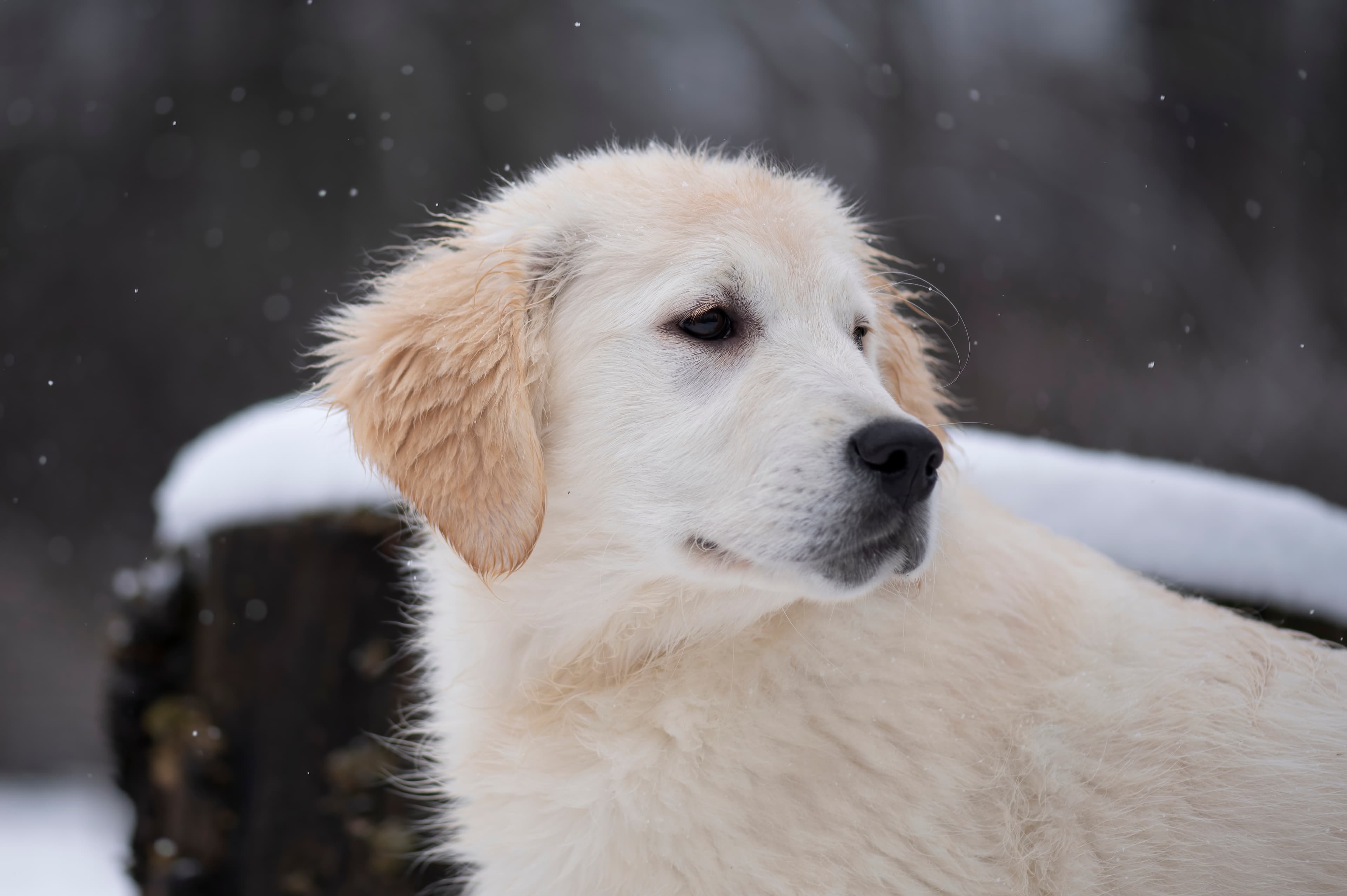 Puppies — FluffPup241 f