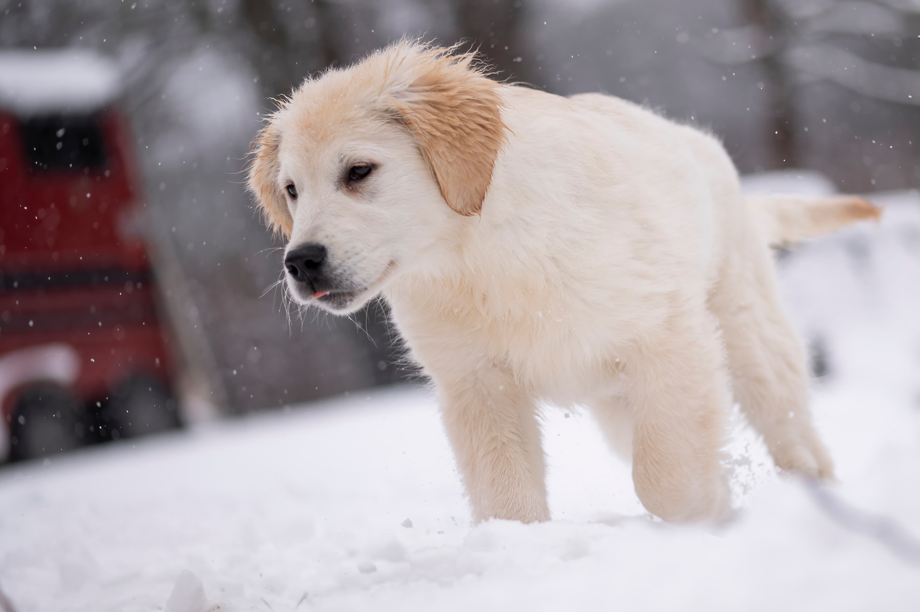 Puppies — FluffPup379 f