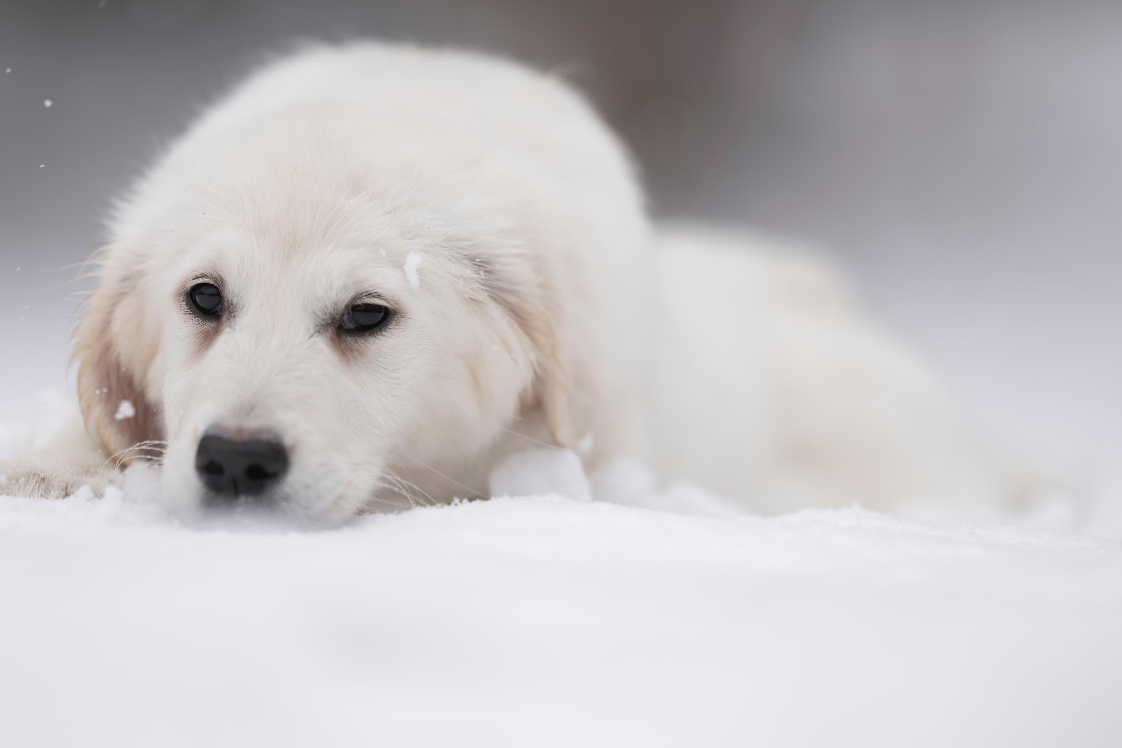 Puppies — WPup2046 f