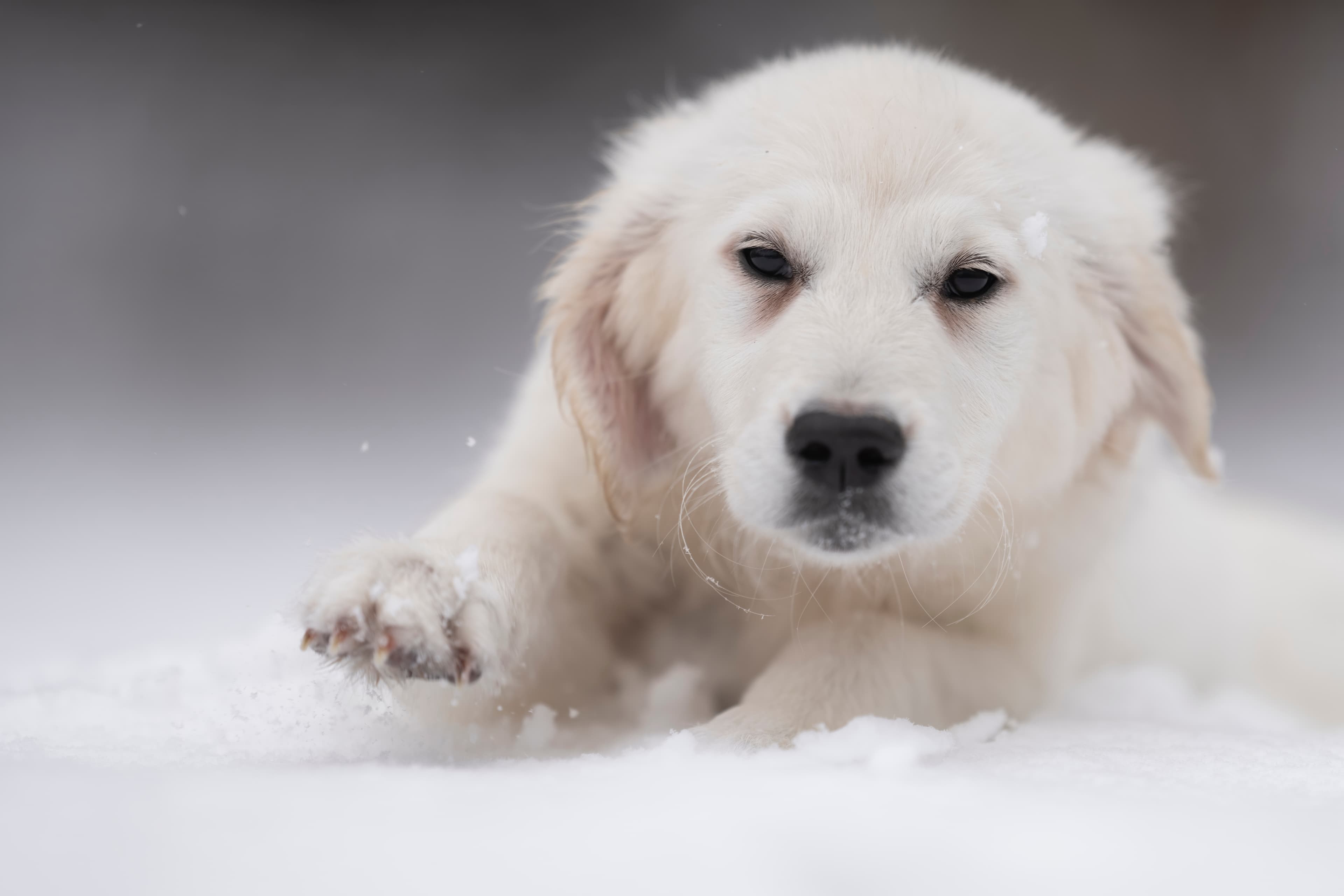 Puppies — WPup2050 f